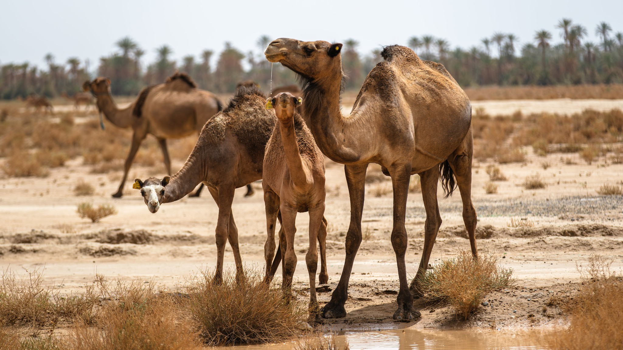 Definitive Guide To Dromedary Camel Facts, Habitat, Conservation Status