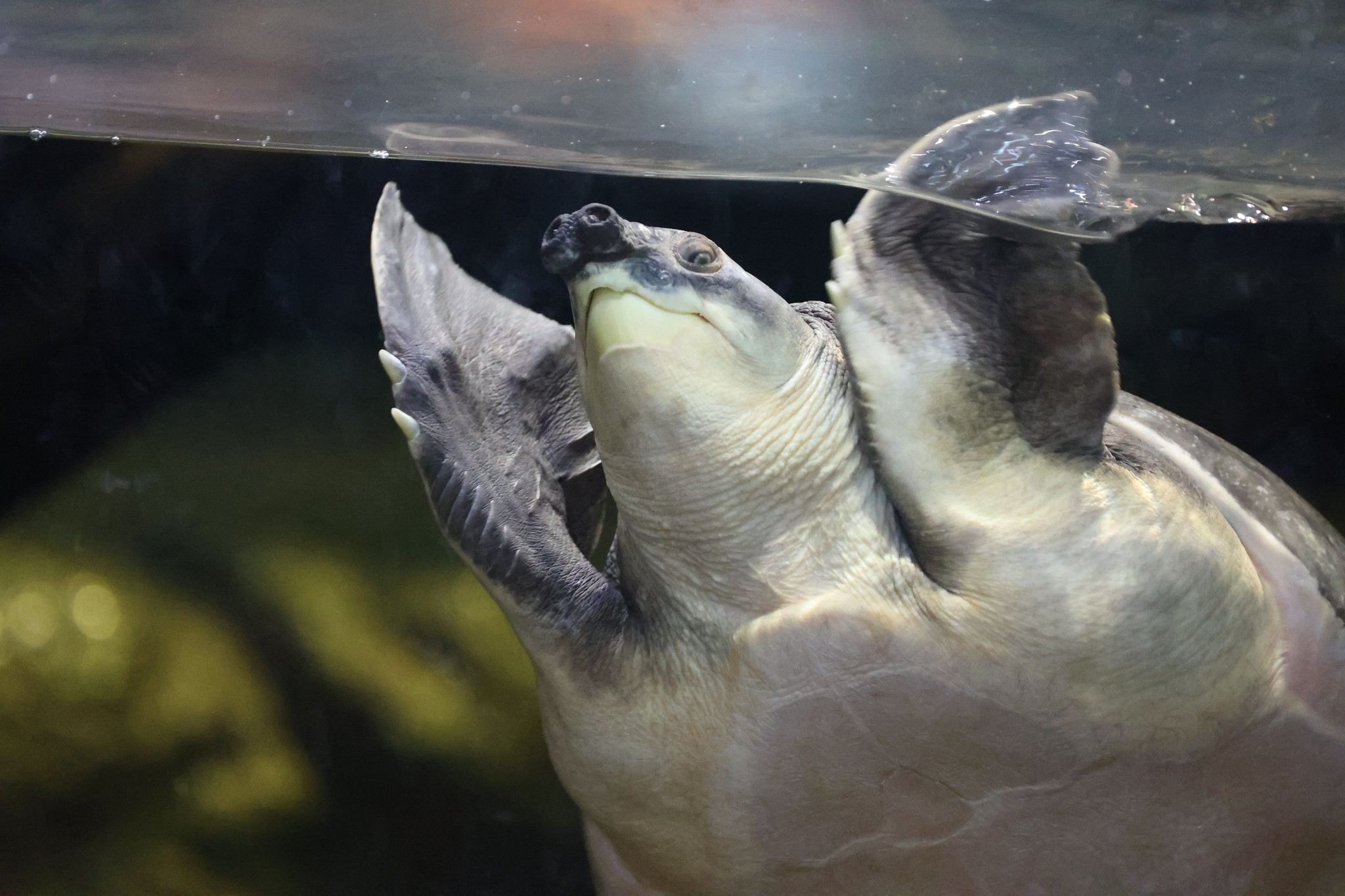 Definitive Guide To Pig-nosed Turtle Facts, Habitat, Conservation ...