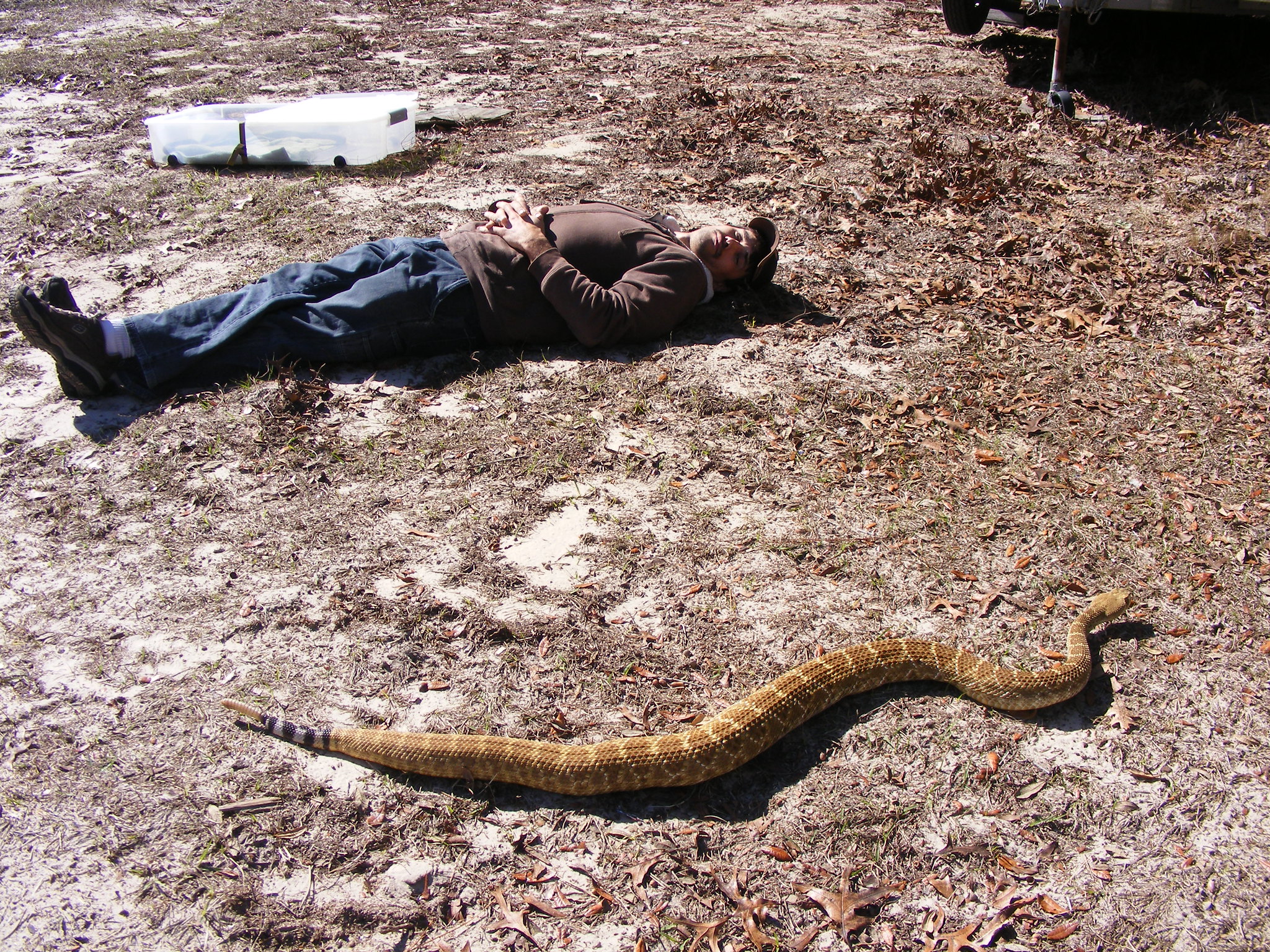 Definitive Guide To Western Diamondback Rattlesnake Facts, Habitat 