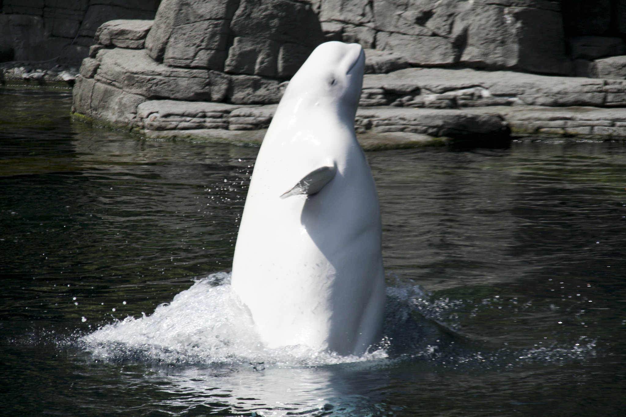 Definitive Guide To Beluga Whale Facts, Habitat, Conservation Status