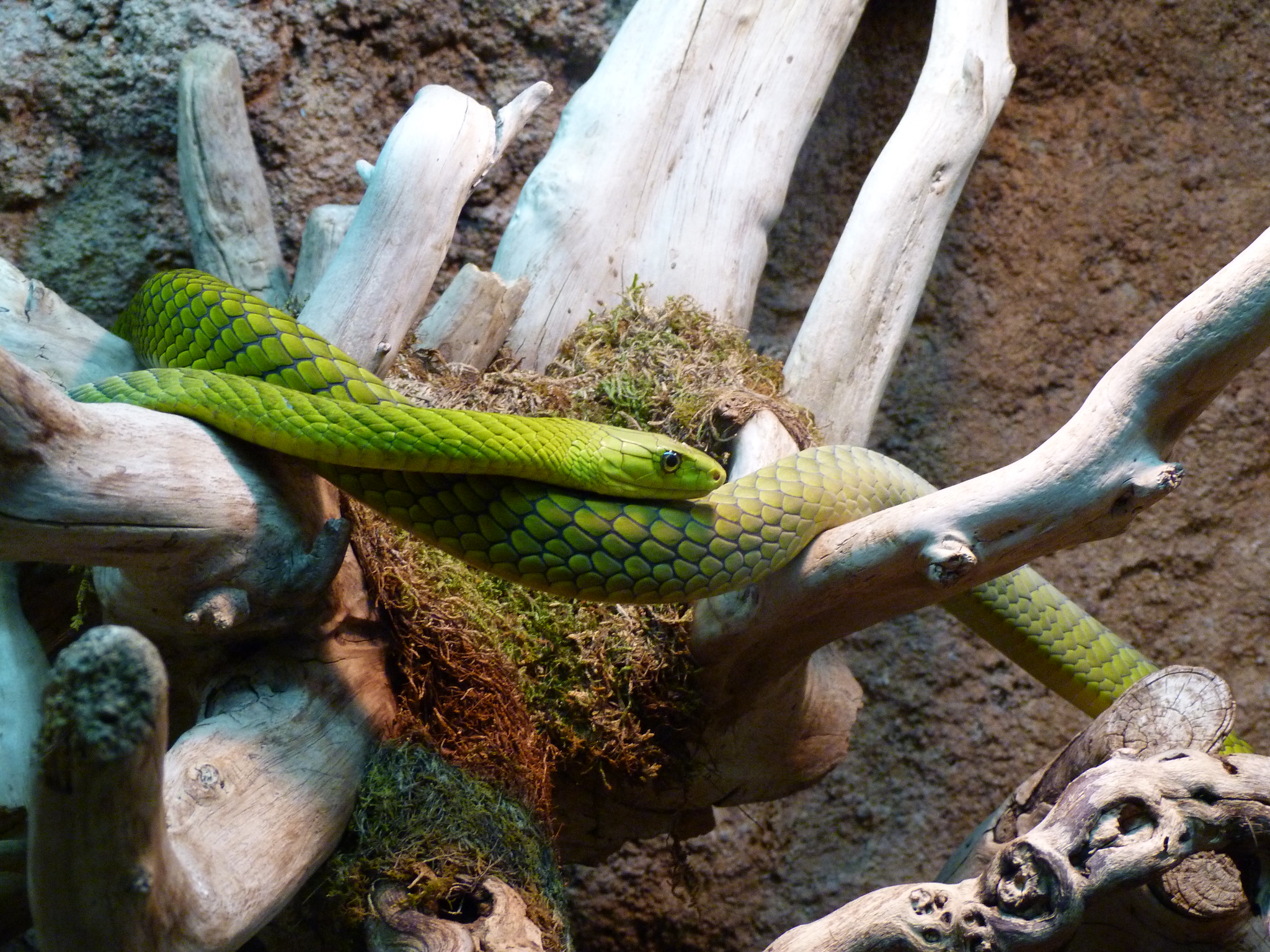 Definitive Guide To Western Green Mamba Facts, Habitat, Conservation ...