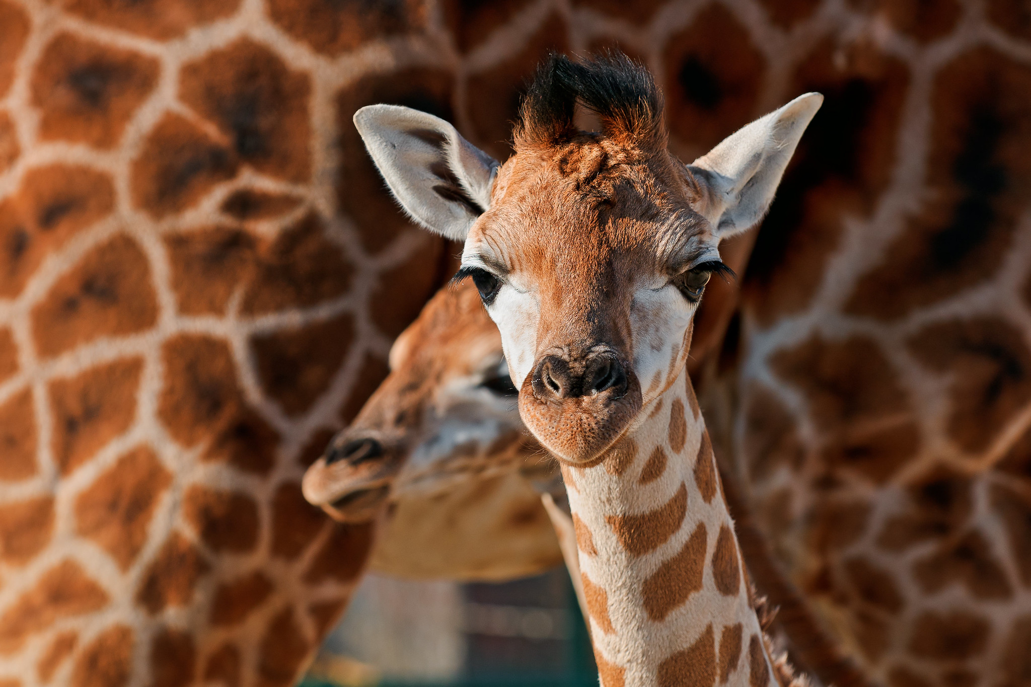 Definitive Guide To Reticulated Giraffe Facts, Habitat, Conservation