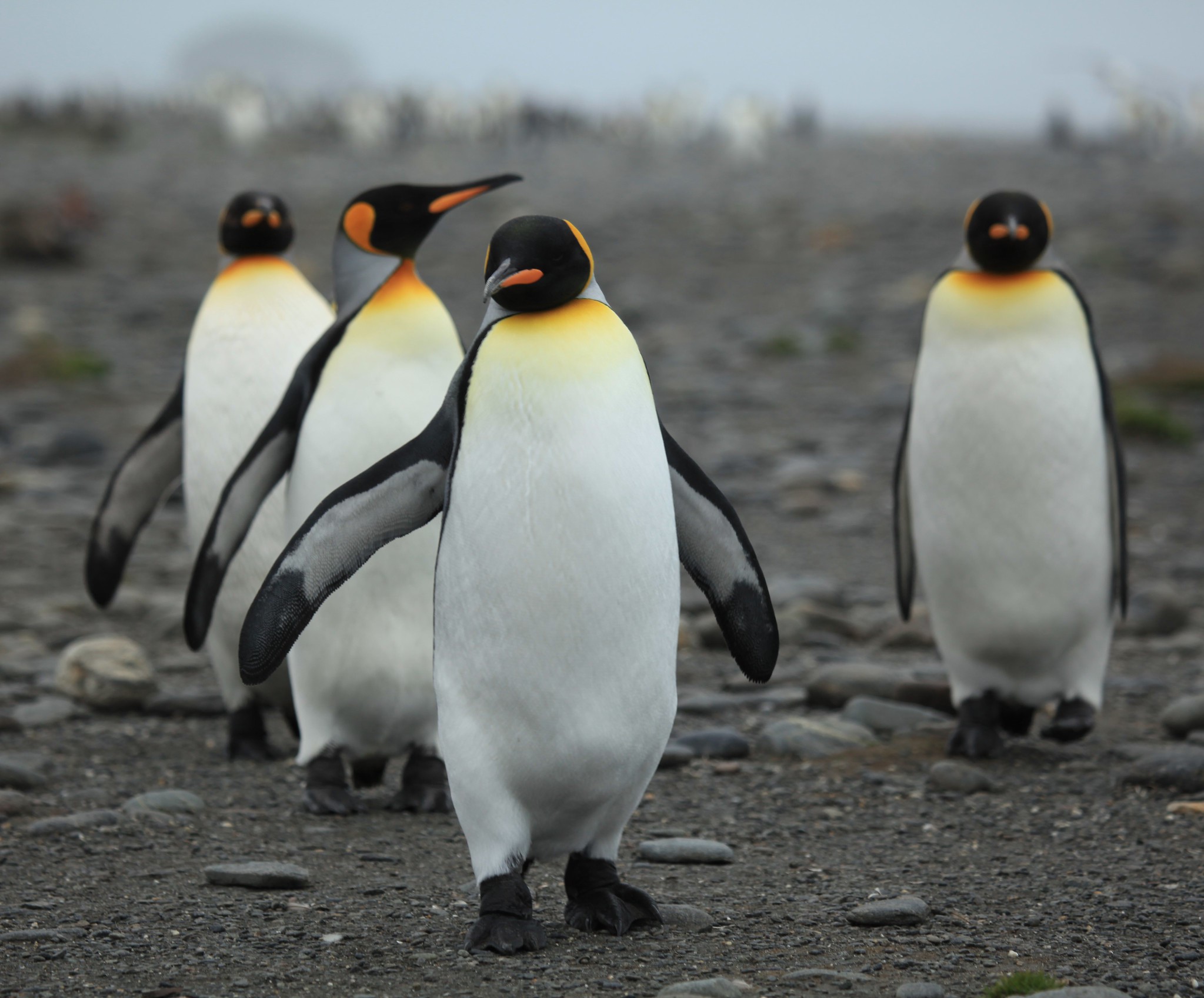 Definitive Guide To King Penguin Facts, Habitat, Conservation Status ...