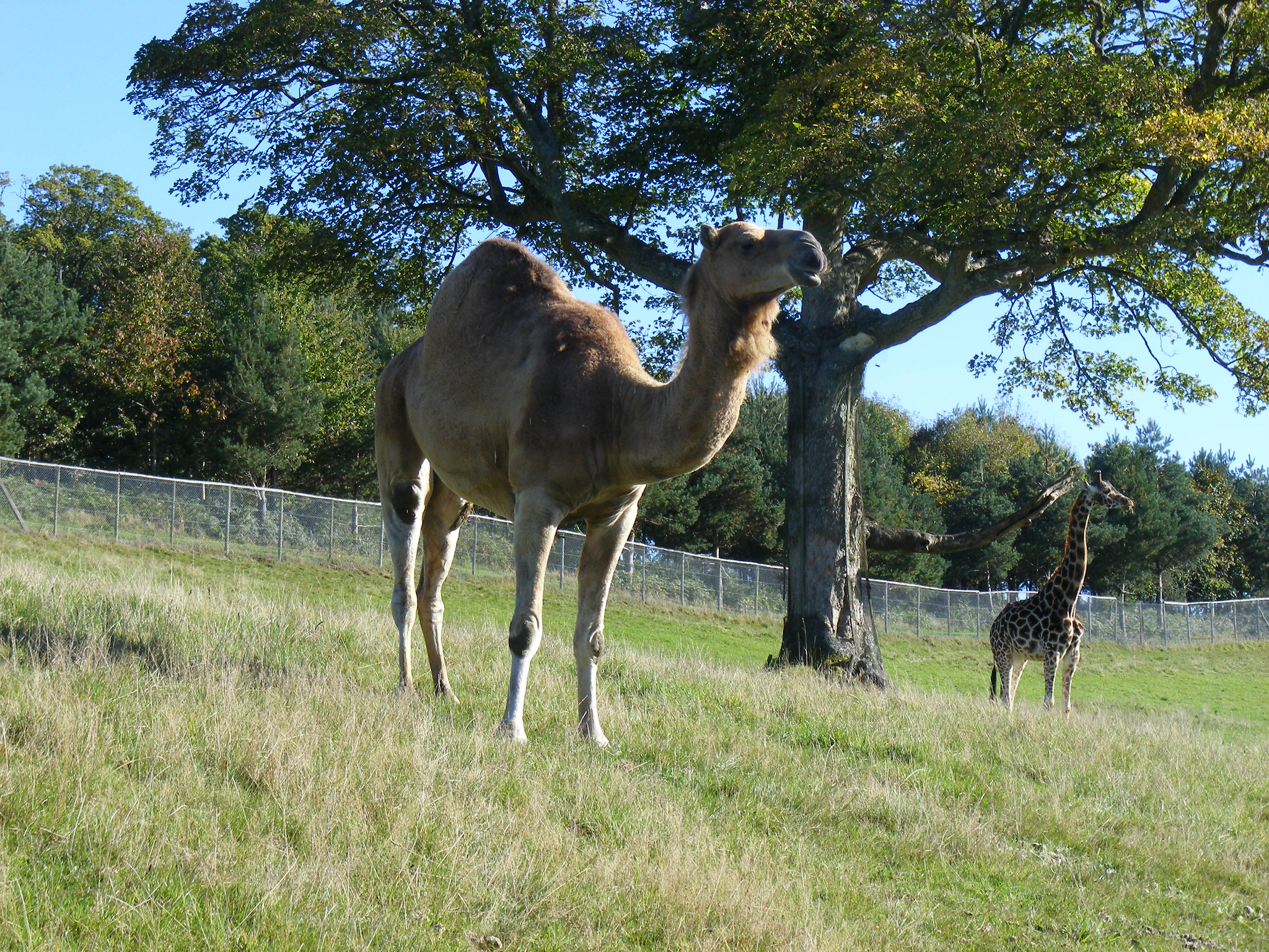 Definitive Guide To Dromedary Camel Facts, Habitat, Conservation Status