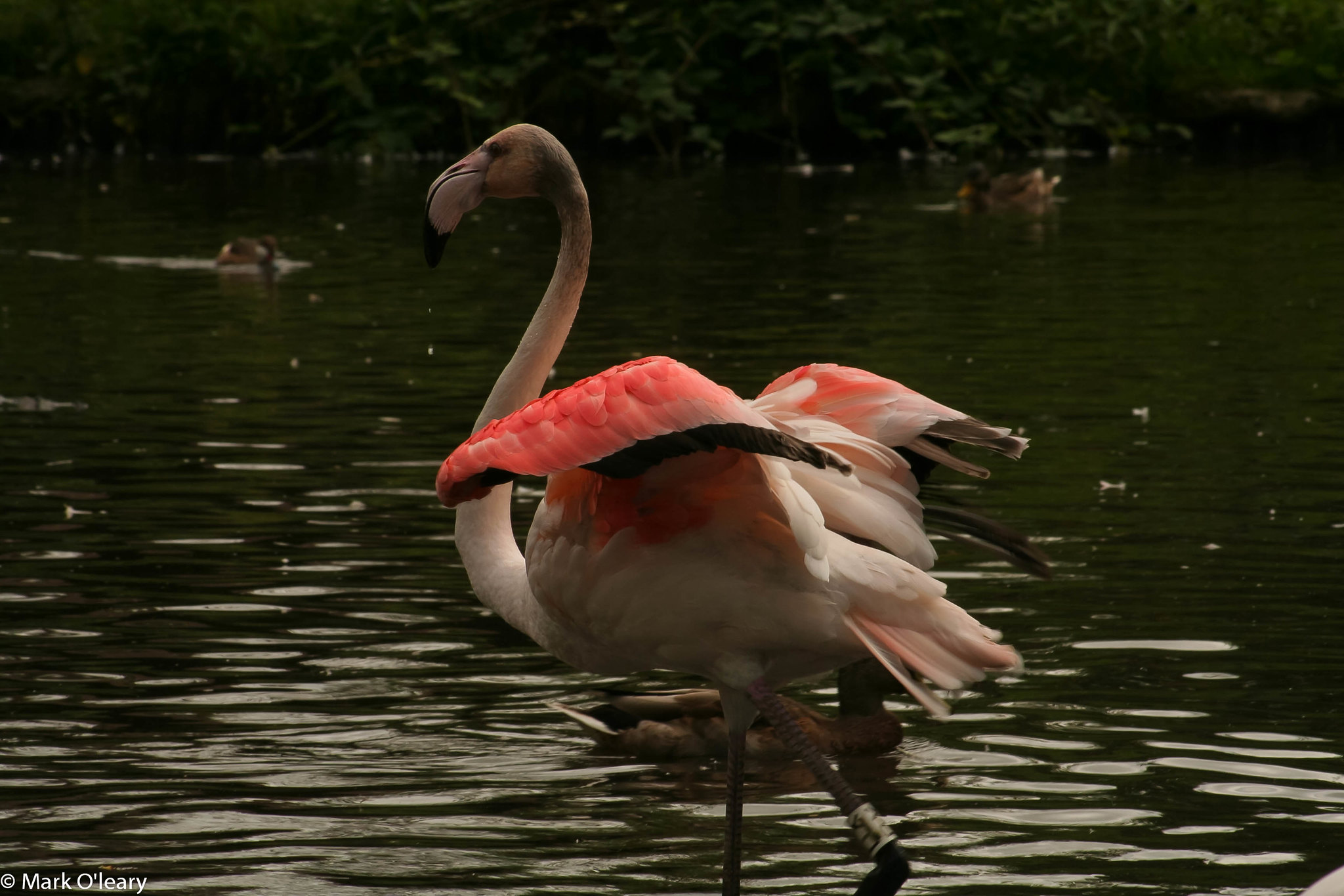 Definitive Guide To Greater Flamingo Facts, Habitat, Conservation ...