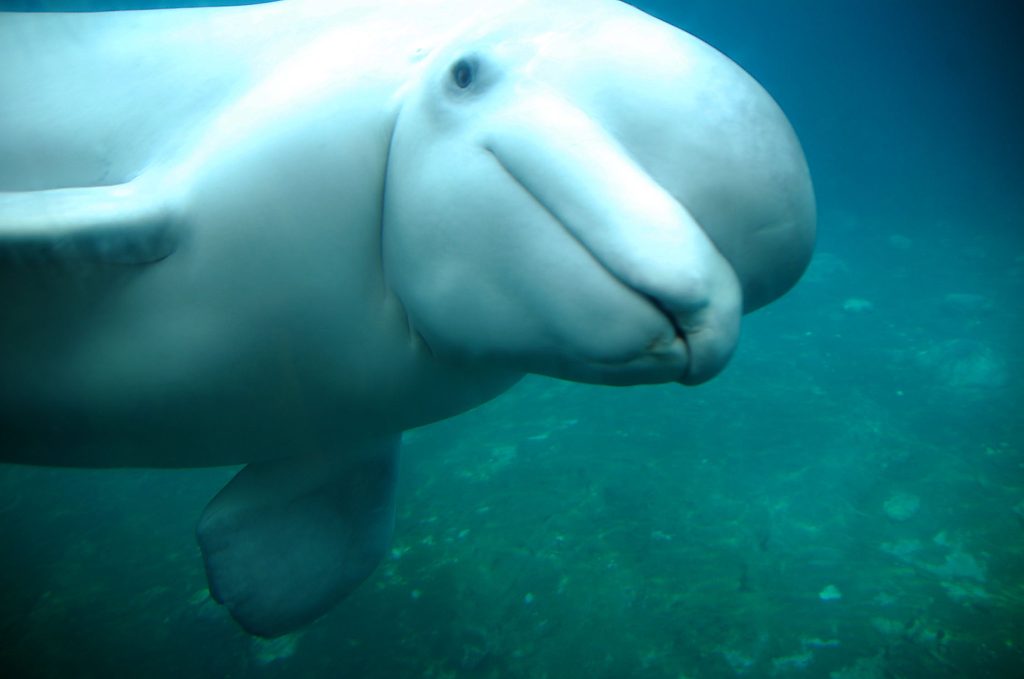 Definitive Guide To Beluga Whale Facts, Habitat, Conservation Status