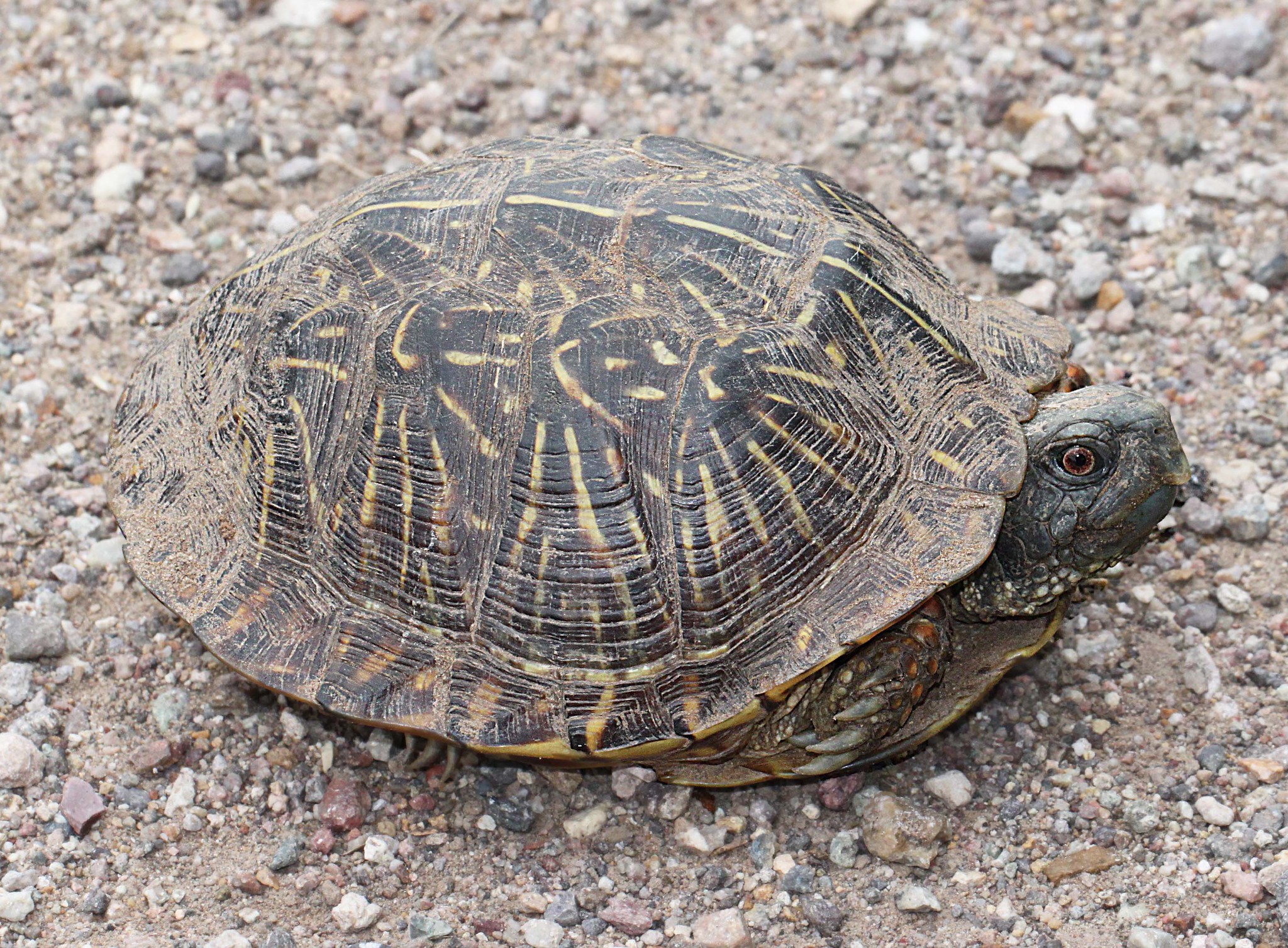 Definitive Guide To Ornate Box Turtle Facts, Habitat, Conservation ...