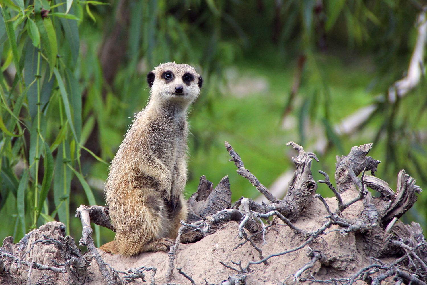 Definitive Guide To Meerkat Facts Habitat Conservation Status Zoo 