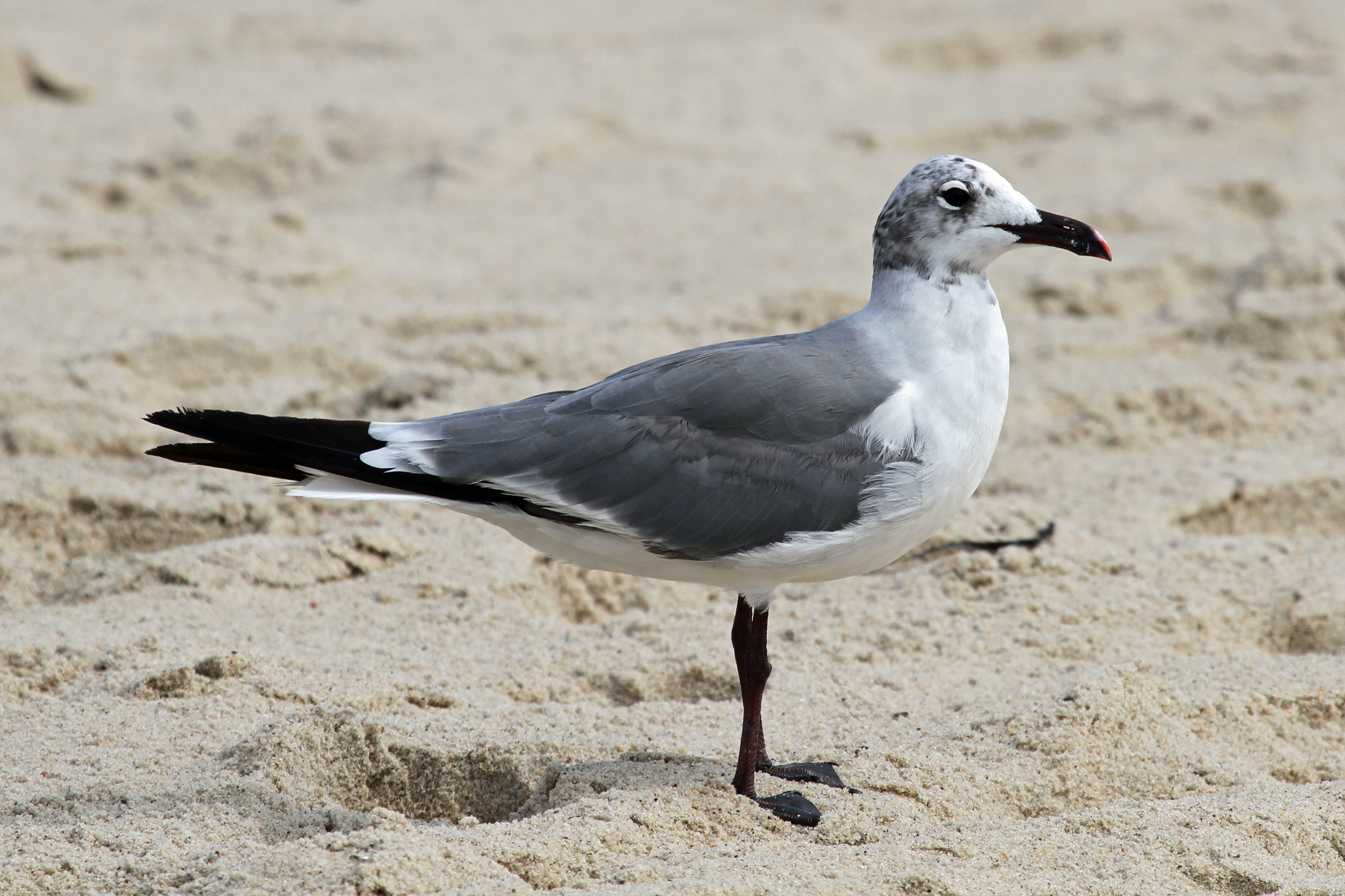 Definitive Guide To Laughing Gull Facts, Habitat, Conservation Status 