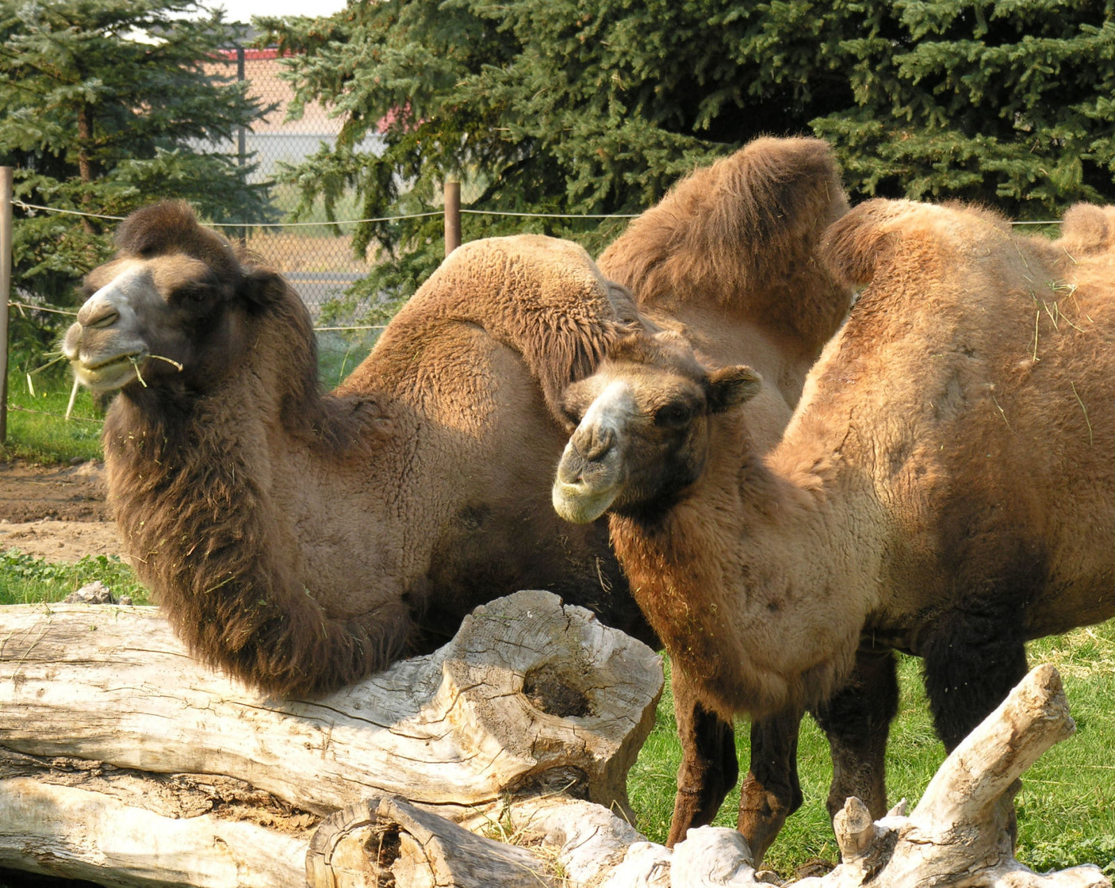 Definitive Guide To Bactrian Camel Facts, Habitat, Conservation Status