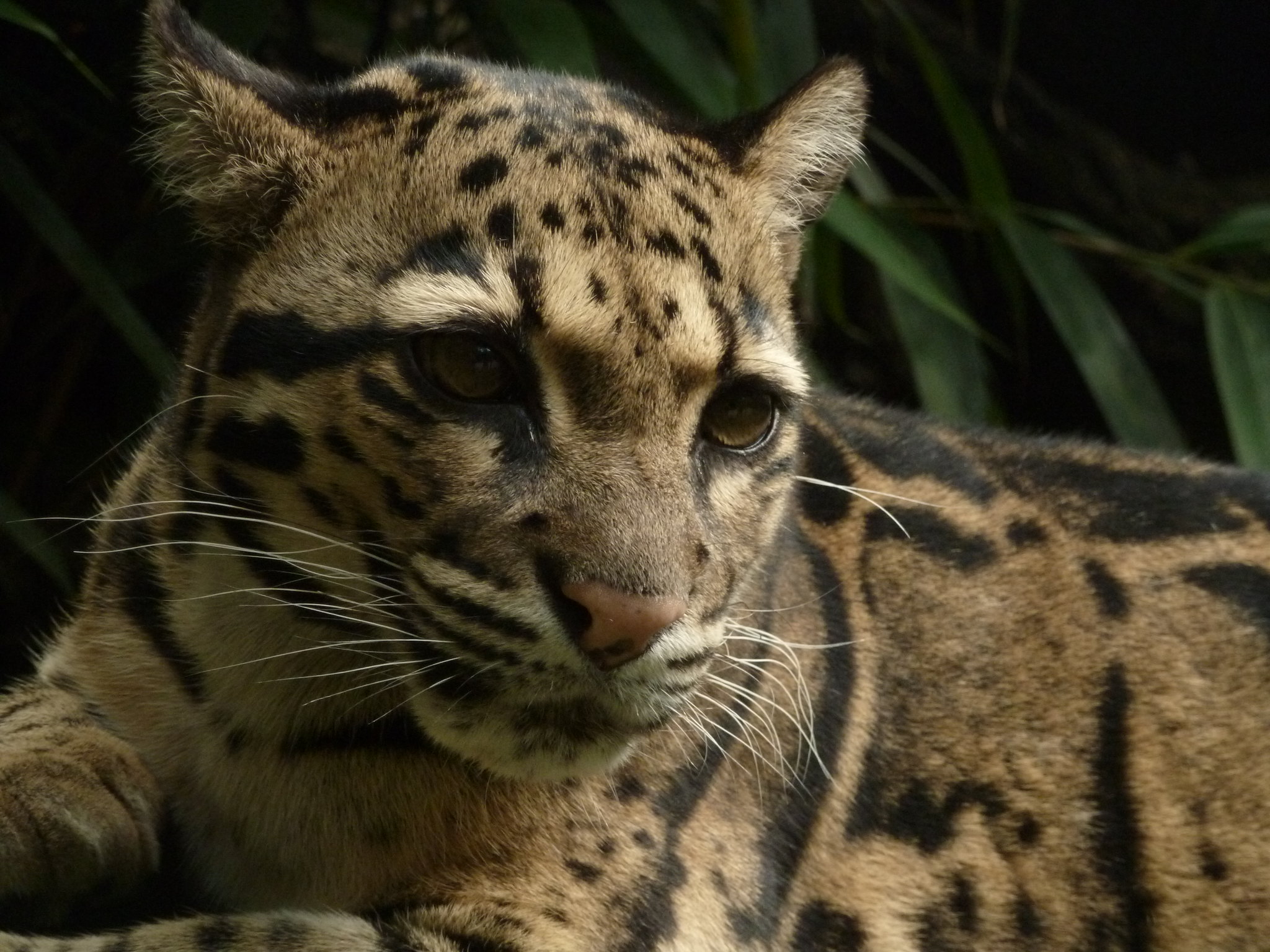 Definitive Guide To Clouded Leopard Facts, Habitat, Conservation Status ...