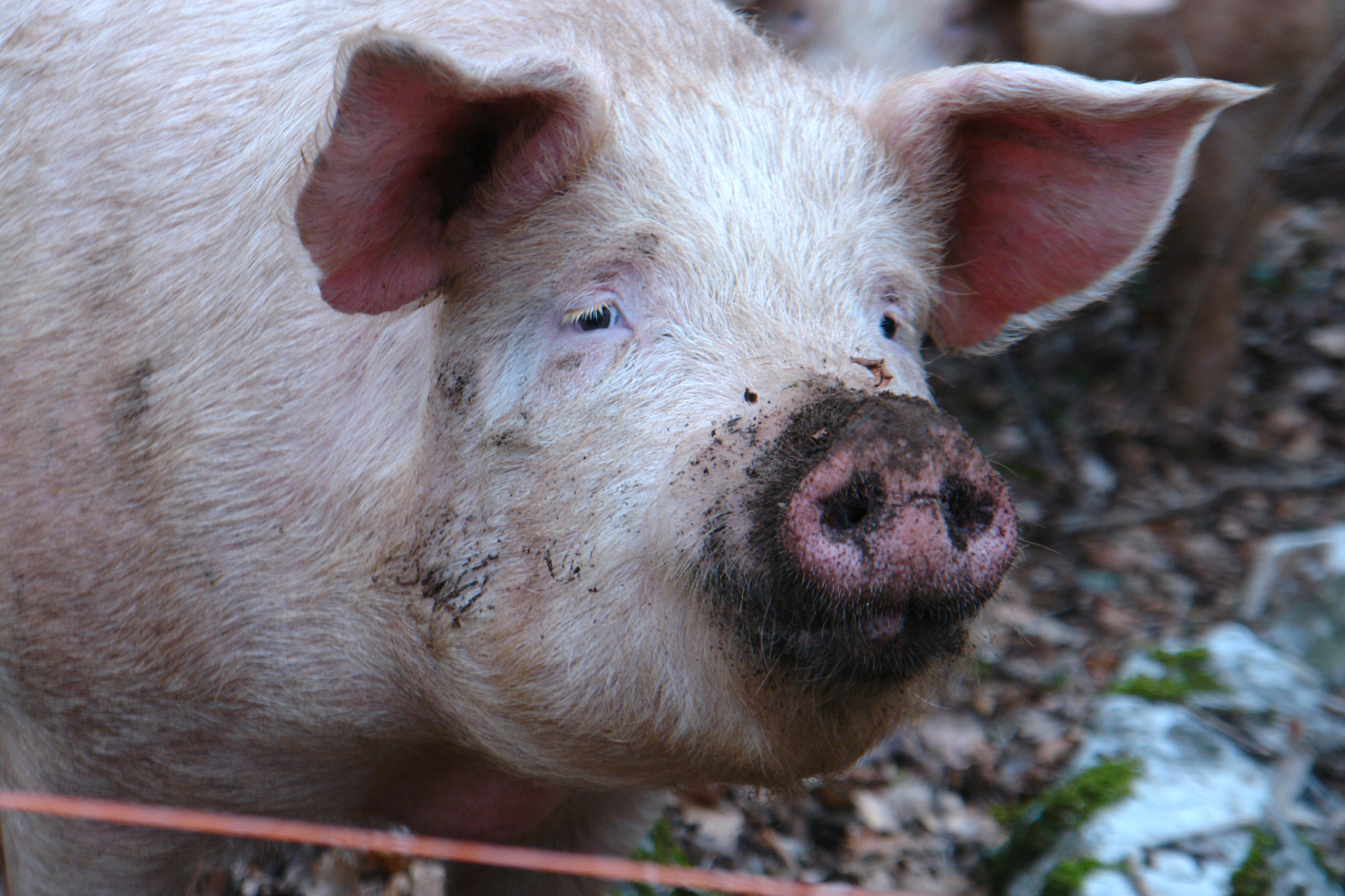 Definitive Guide To Domestic Pig Facts Habitat Conservation Status 