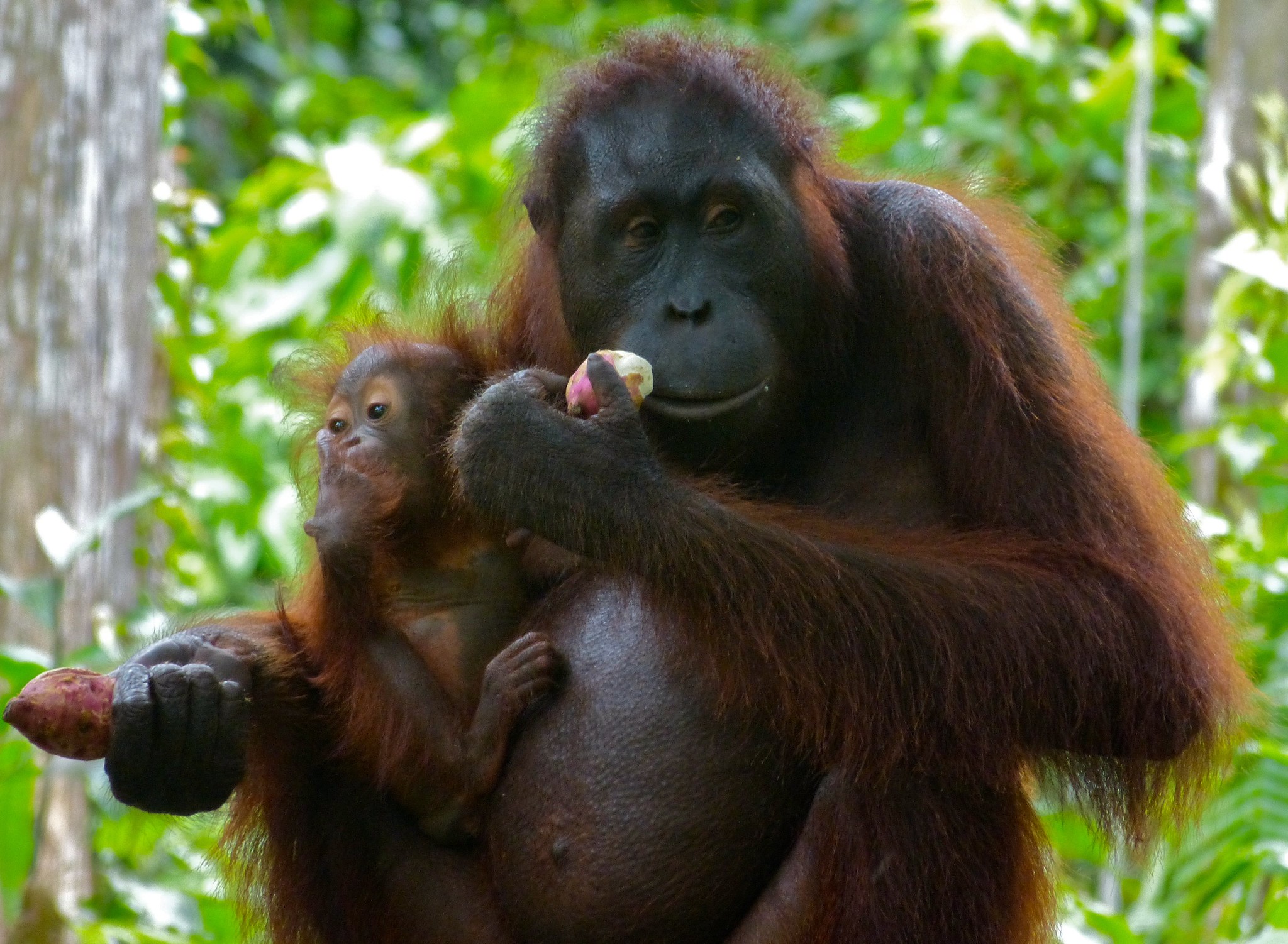 Definitive Guide To Bornean Orangutan Facts, Habitat, Conservation