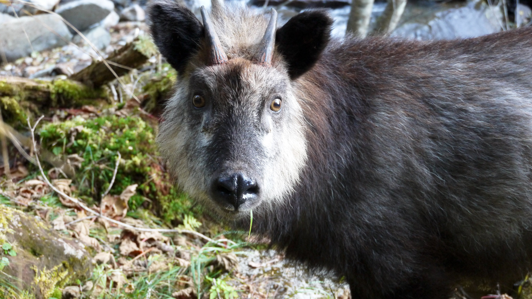 Definitive Guide To Japanese Serow Facts Habitat Conservation Status Definitive Guide To Japanese Serow Facts Habitat Conservation Status