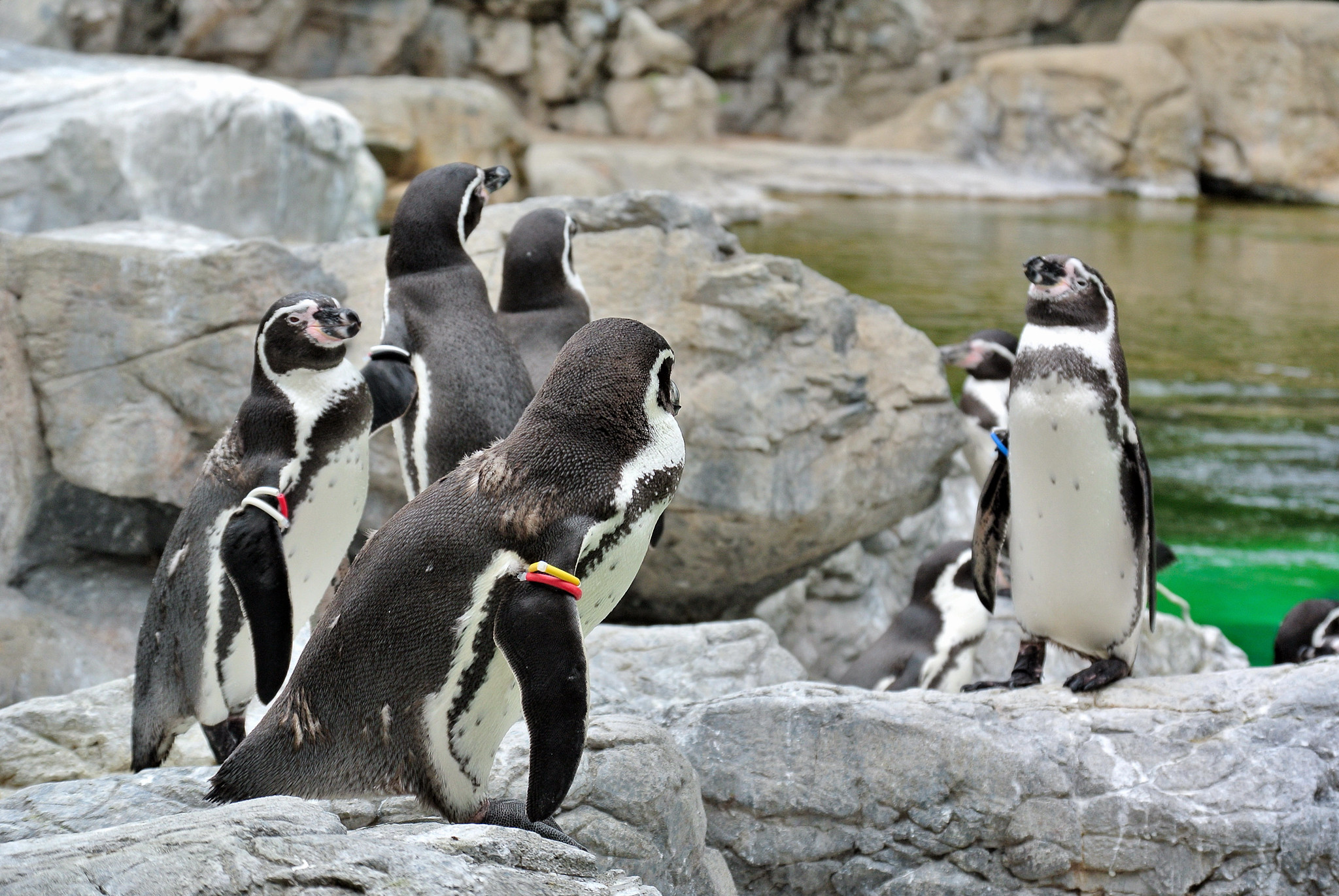 Definitive Guide To Humboldt Penguin Facts, Habitat, Conservation ...