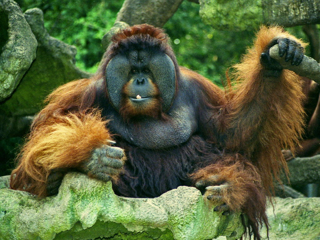 Definitive Guide To Bornean Orangutan Facts, Habitat, Conservation