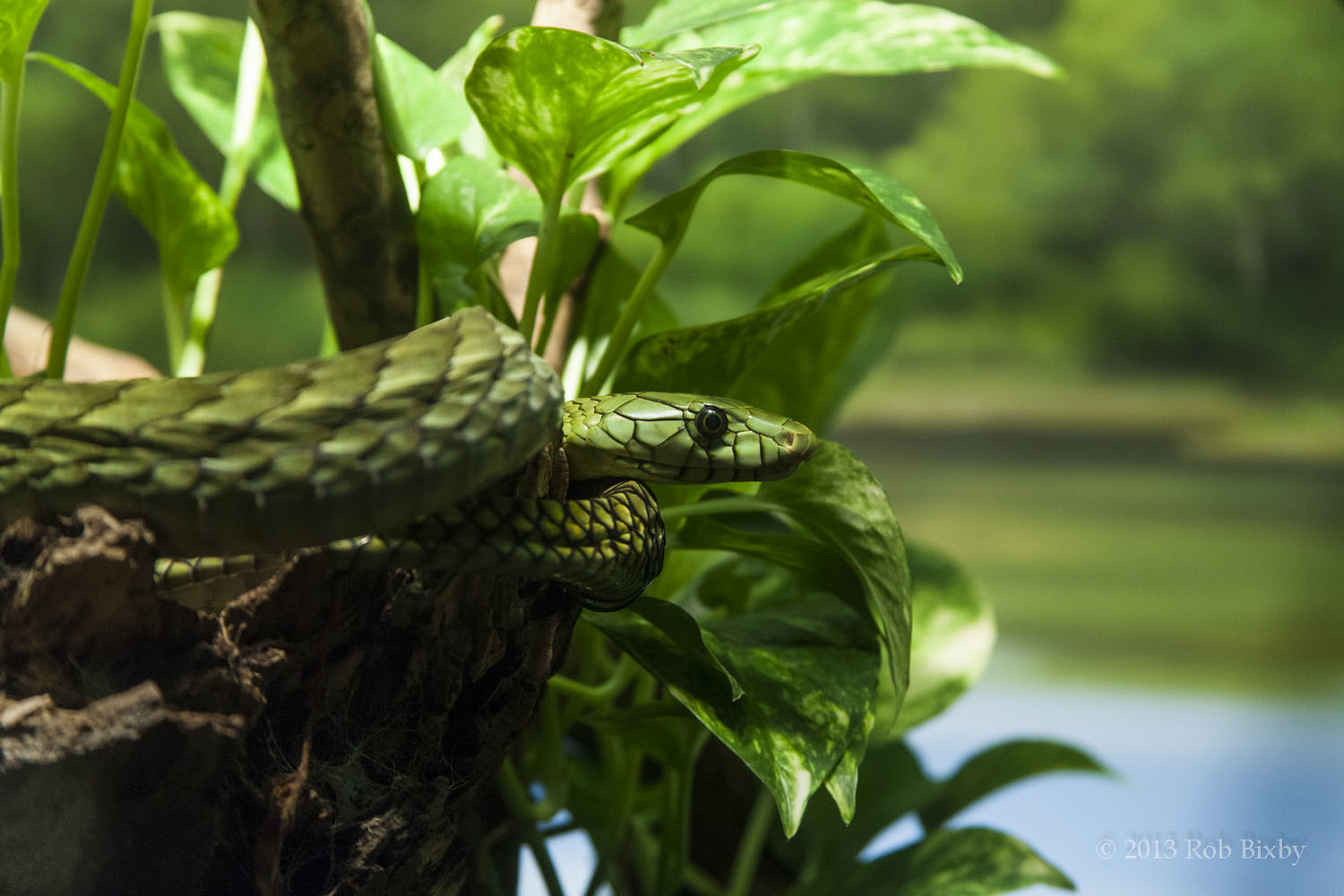 Definitive Guide To Western Green Mamba Facts, Habitat, Conservation ...