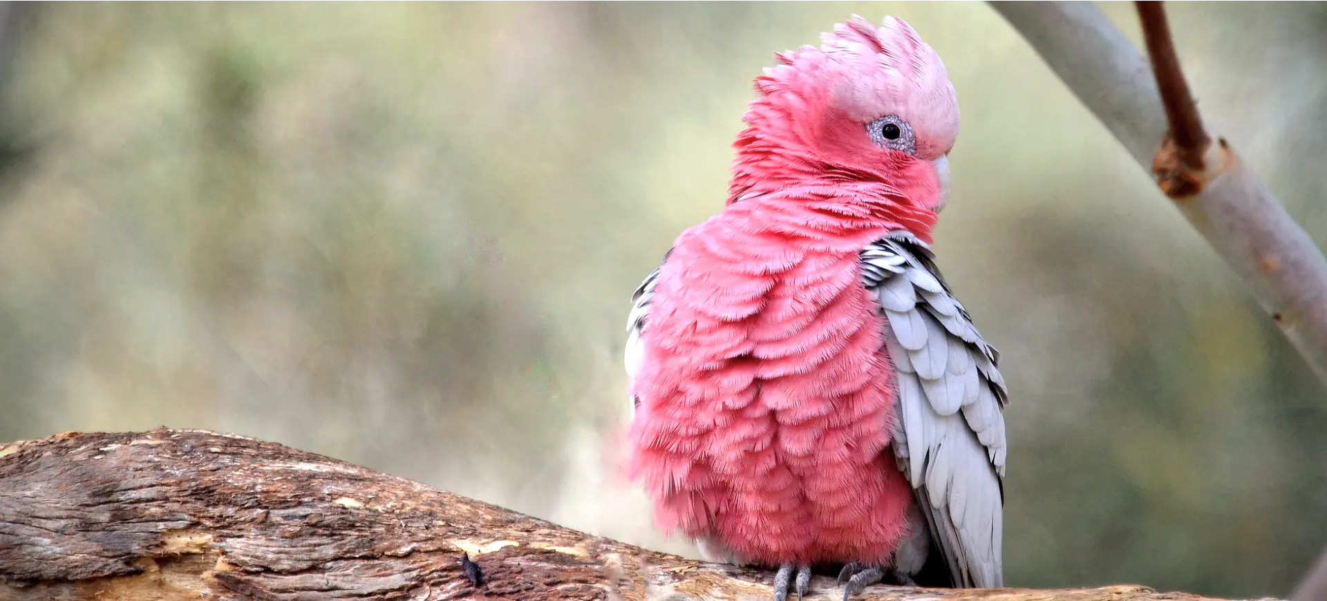 Galah