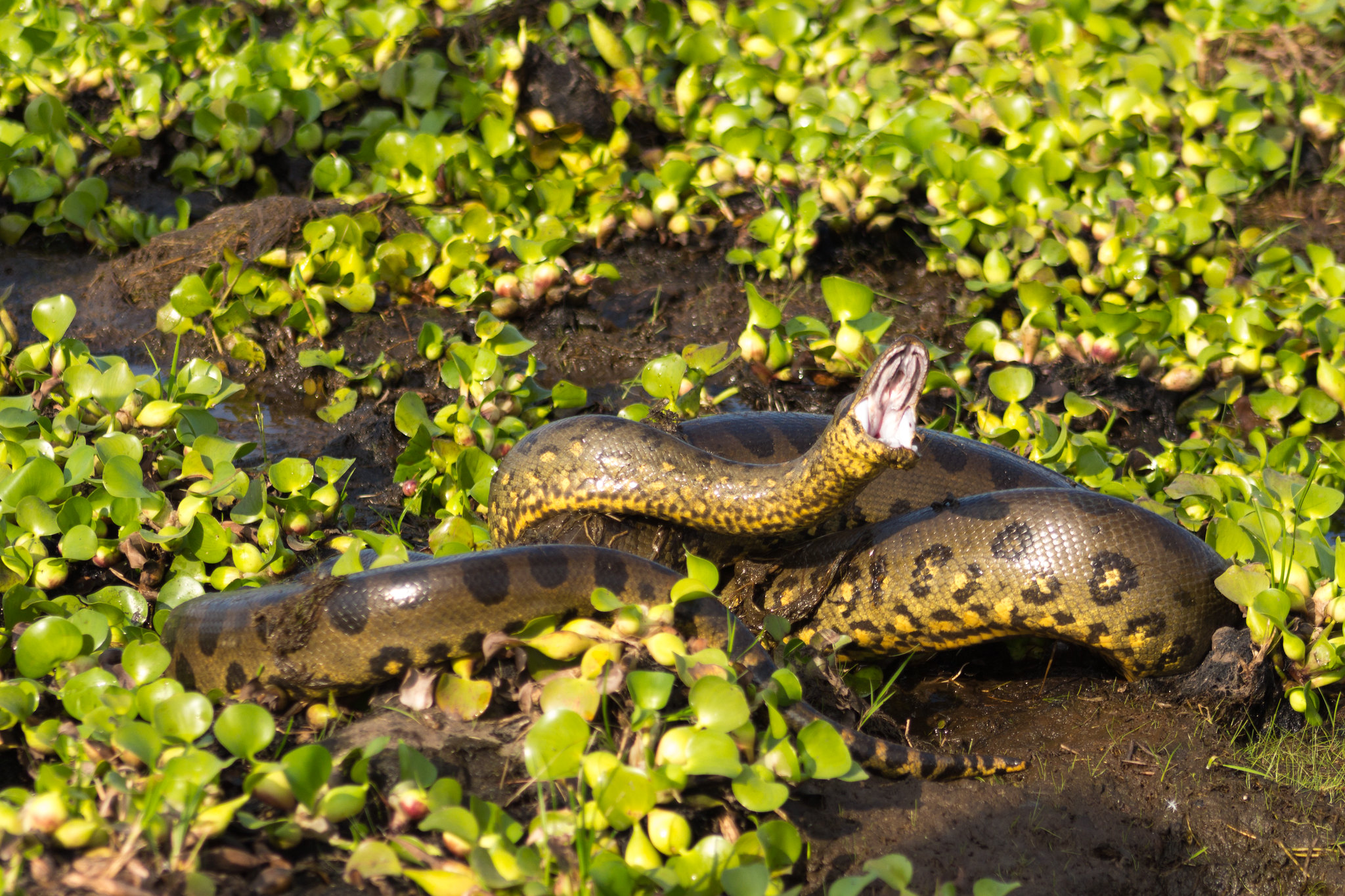 Definitive Guide To Green Anaconda Facts Habitat Conservation Status 