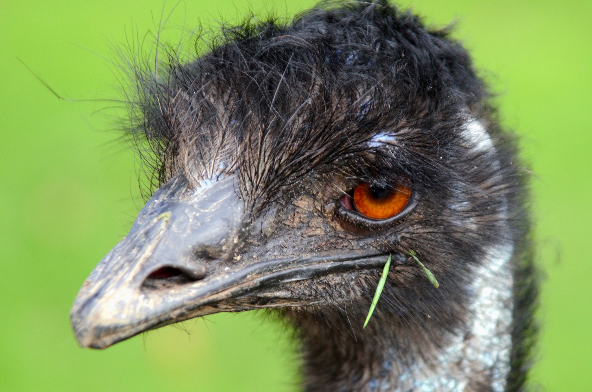 Definitive Guide To Emu Facts, Habitat, Conservation Status, Zoo ...