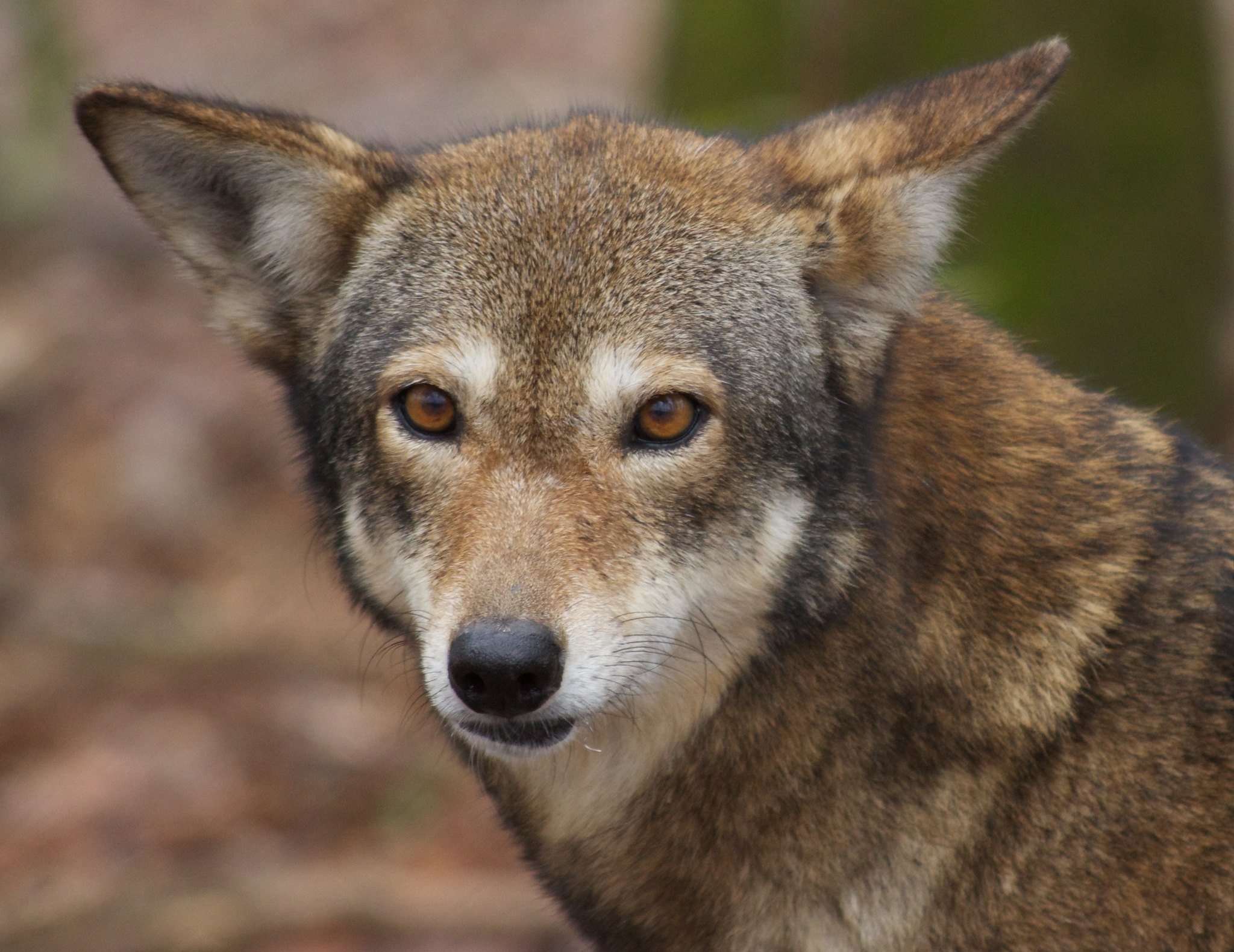 Definitive Guide To Red Wolf Facts, Habitat, Conservation Status, Zoo ...