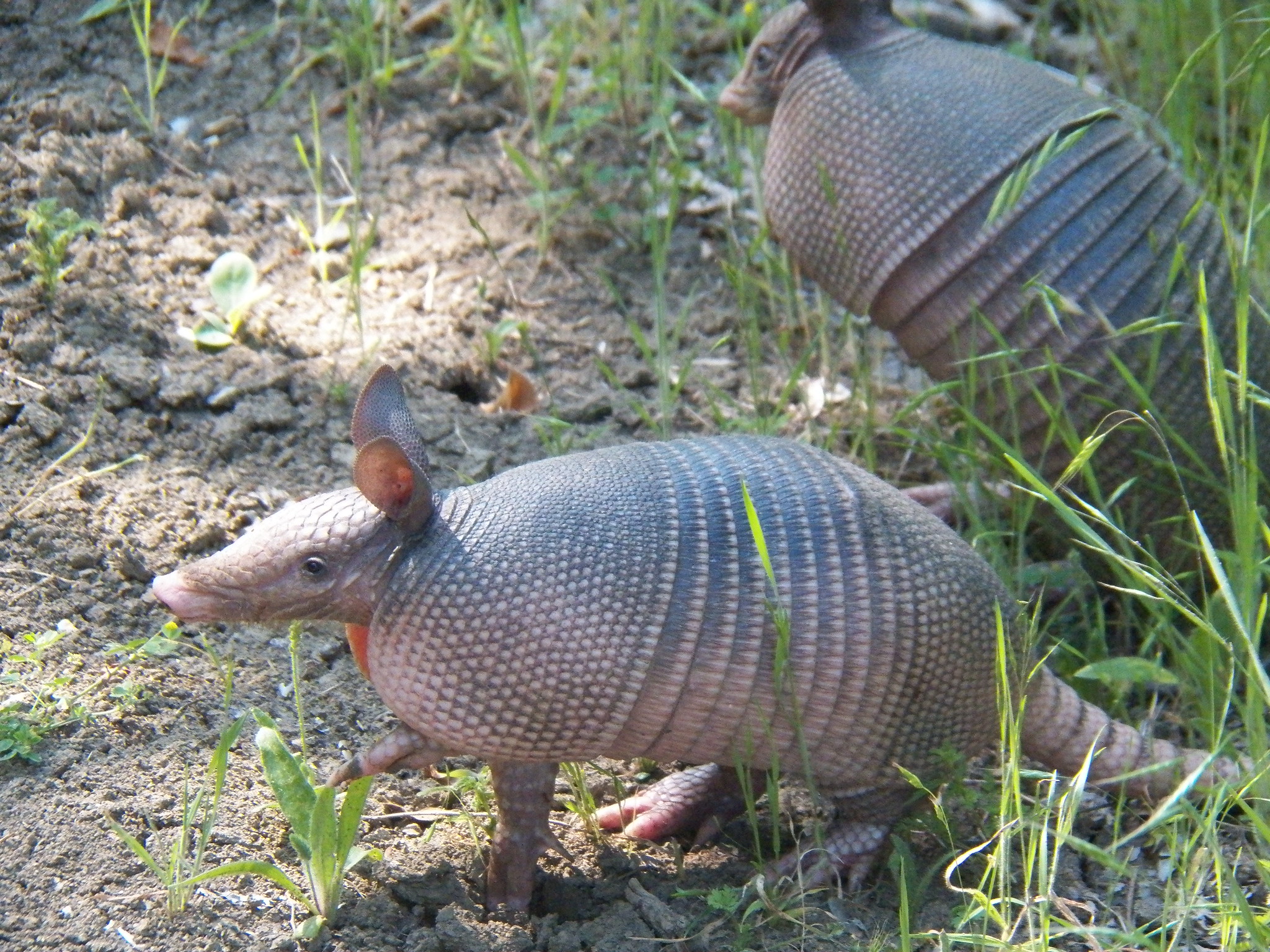 Definitive Guide To Nine-banded Armadillo Facts, Habitat, Conservation ...