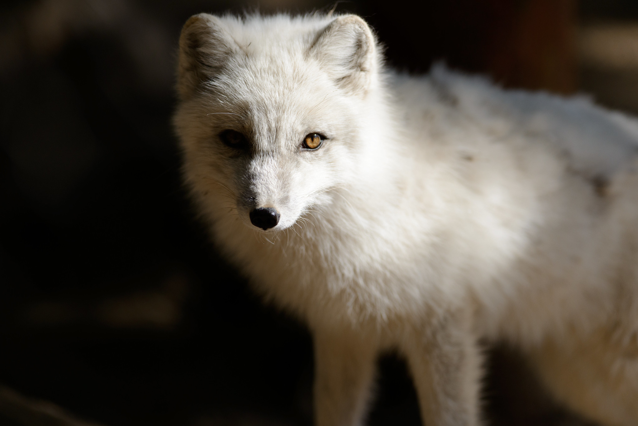 Definitive Guide To Arctic Fox Facts, Habitat, Conservation Status, Zoo ...