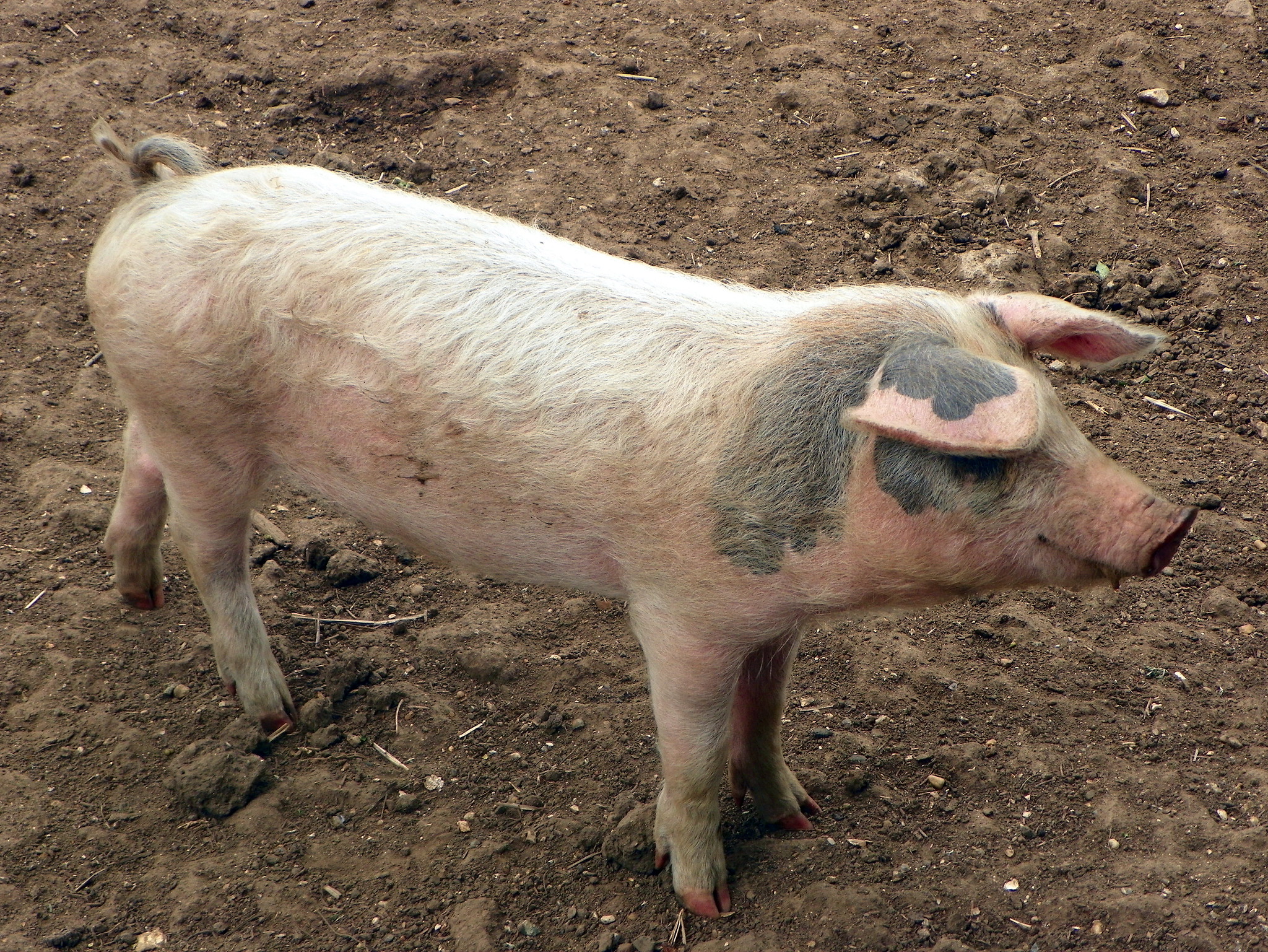 Definitive Guide To Domestic Pig Facts Habitat Conservation Status 