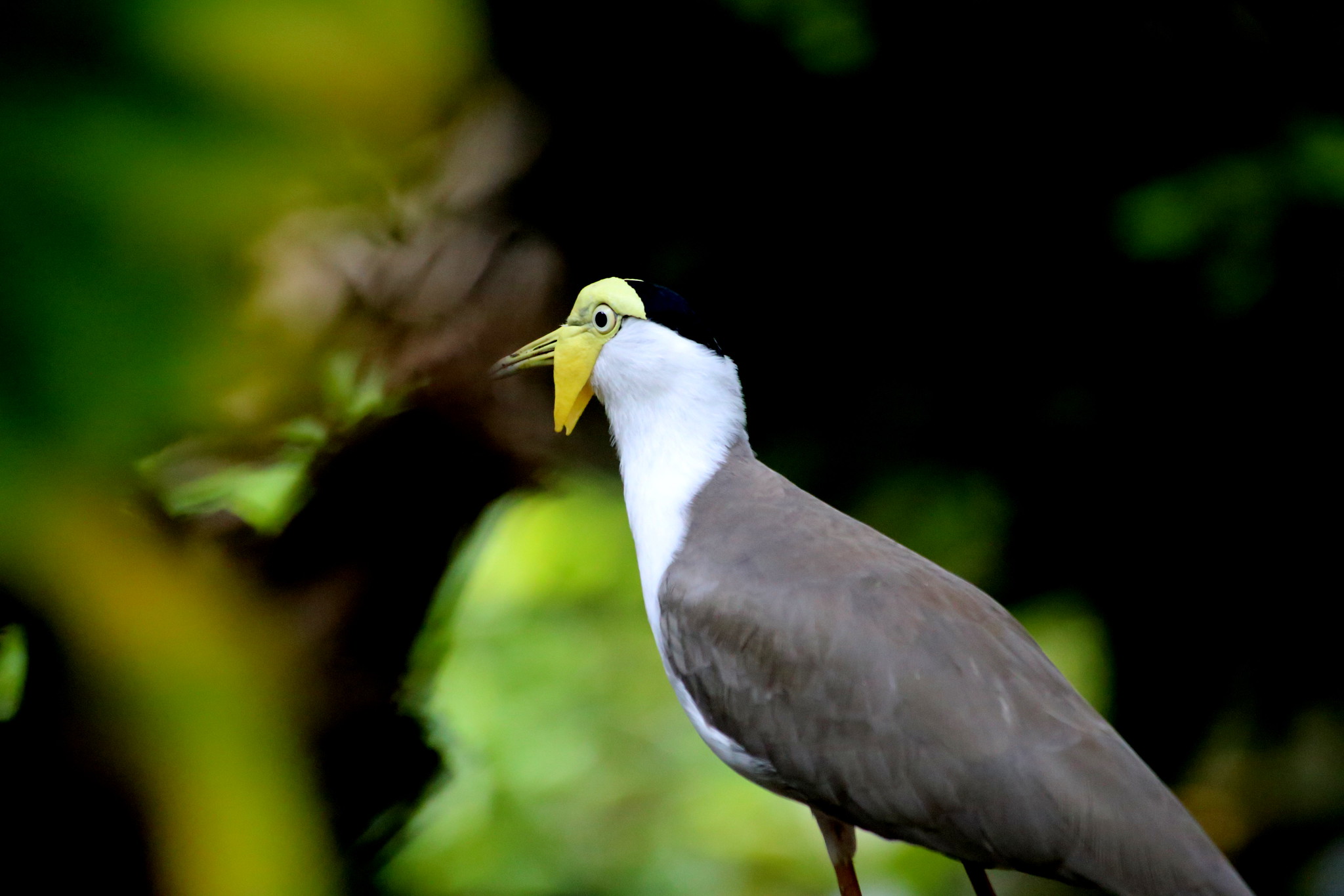 Masked Lapwing Facts, Habitat, Conservation Status, Zoo Populations ...