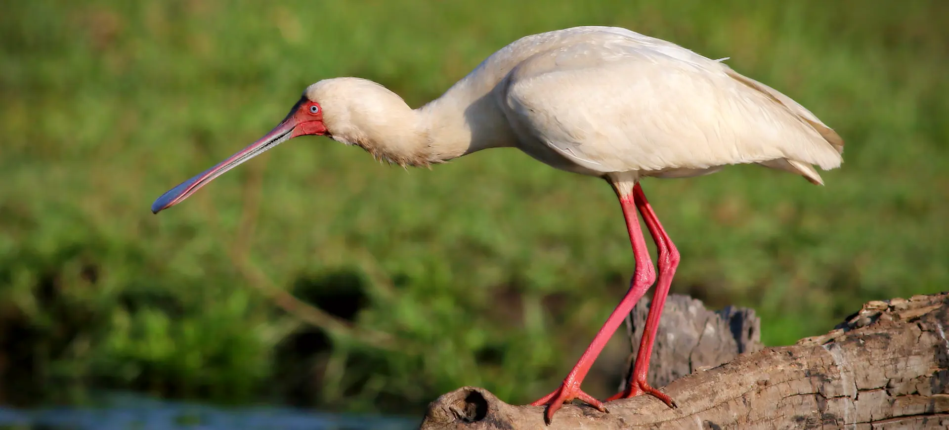 African Spoonbill