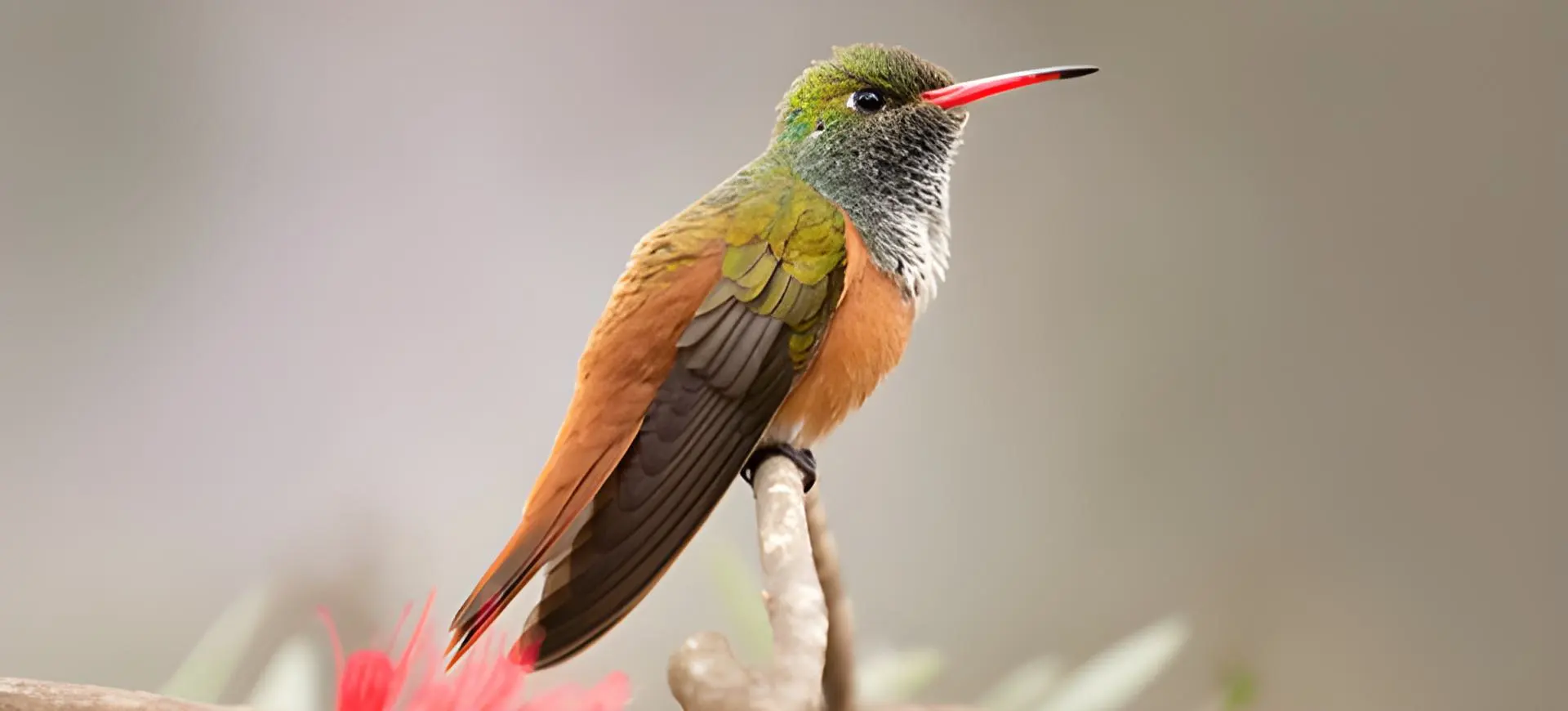 Amazilia Hummingbird