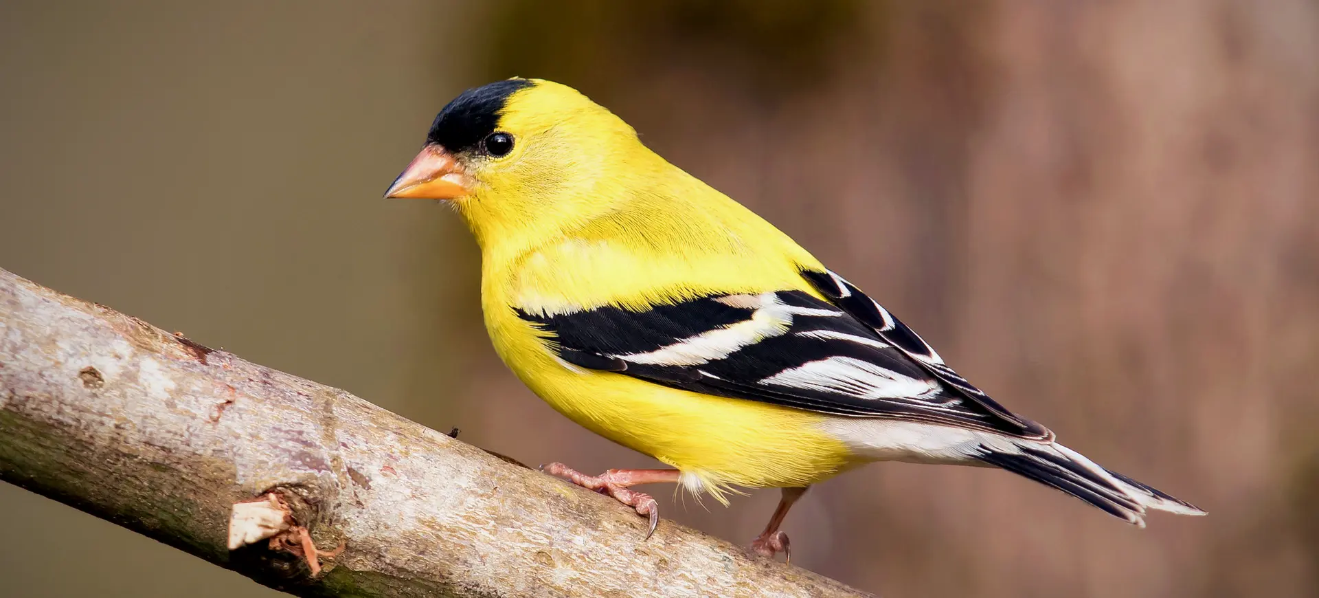 American Goldfinch