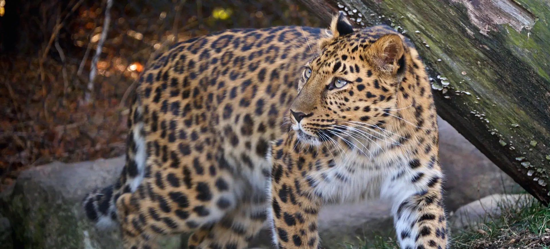 Amur Leopard