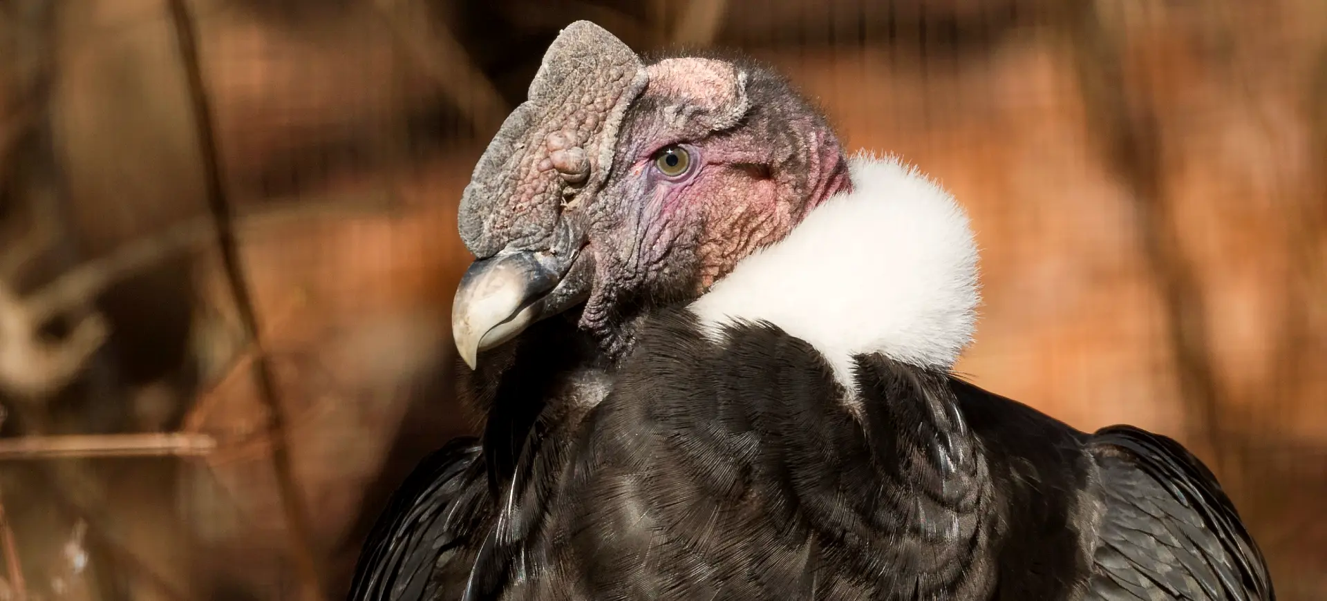 Andean Condor