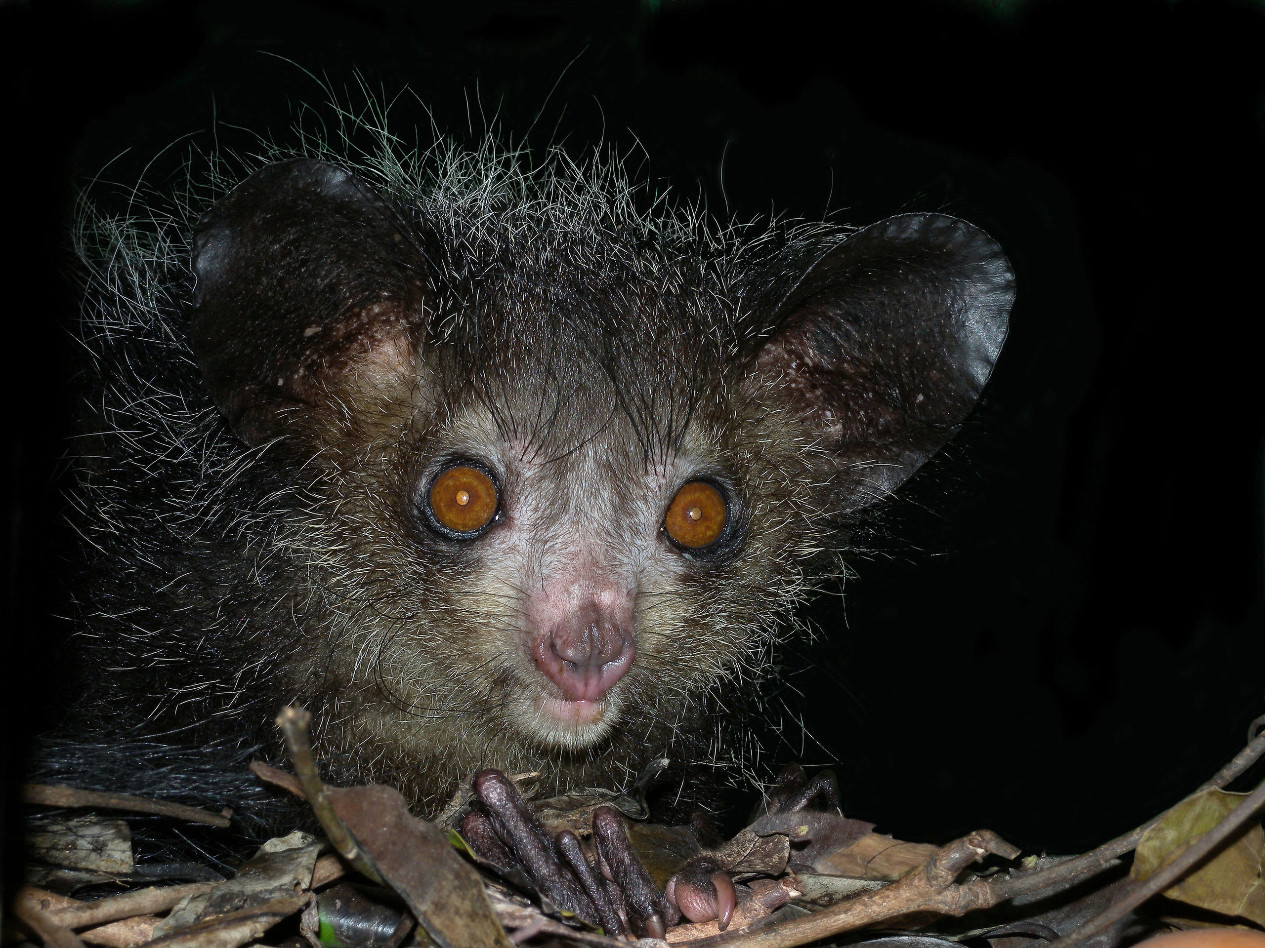 Aye-Aye - Zoo Guide