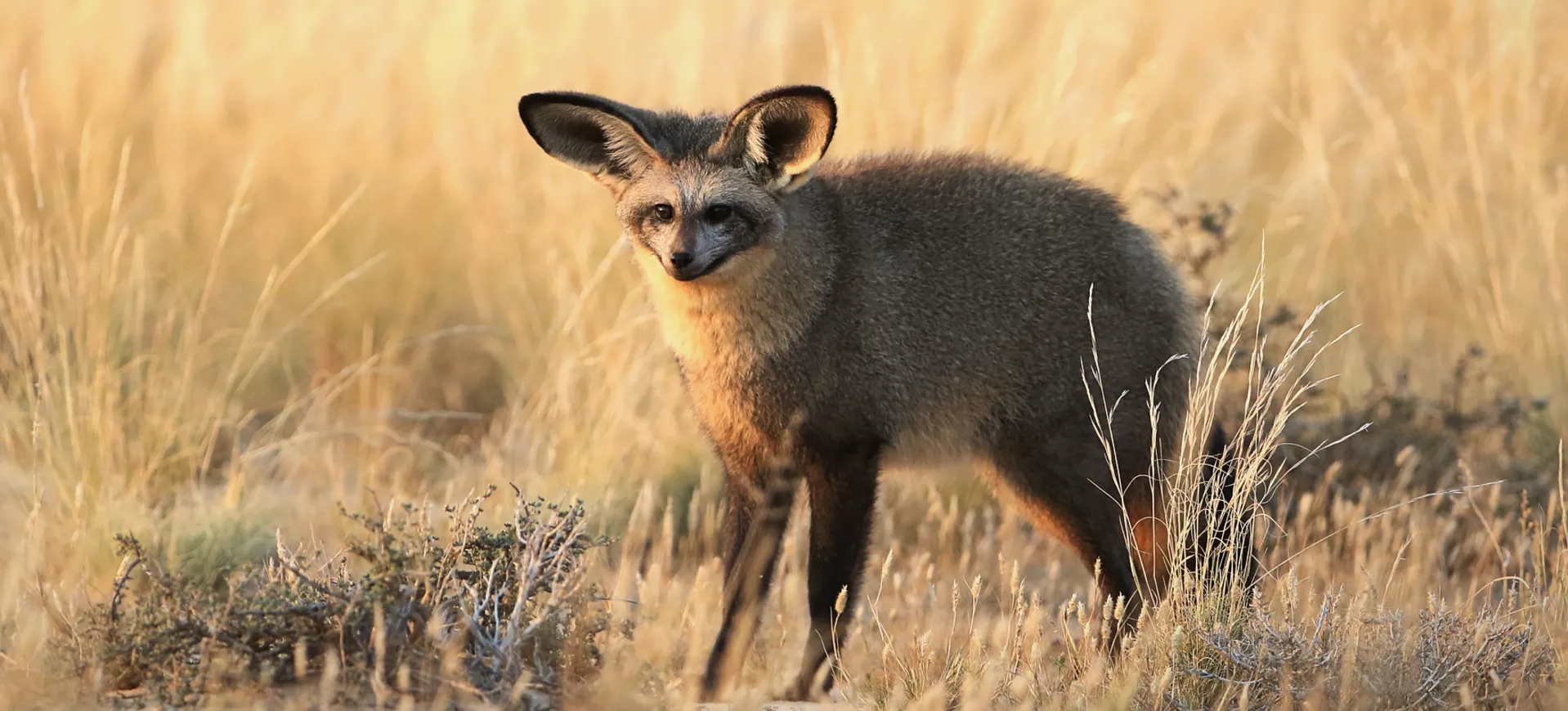 Bat-eared Fox