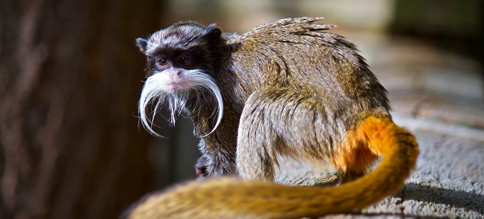 Bearded Emperor Tamarin