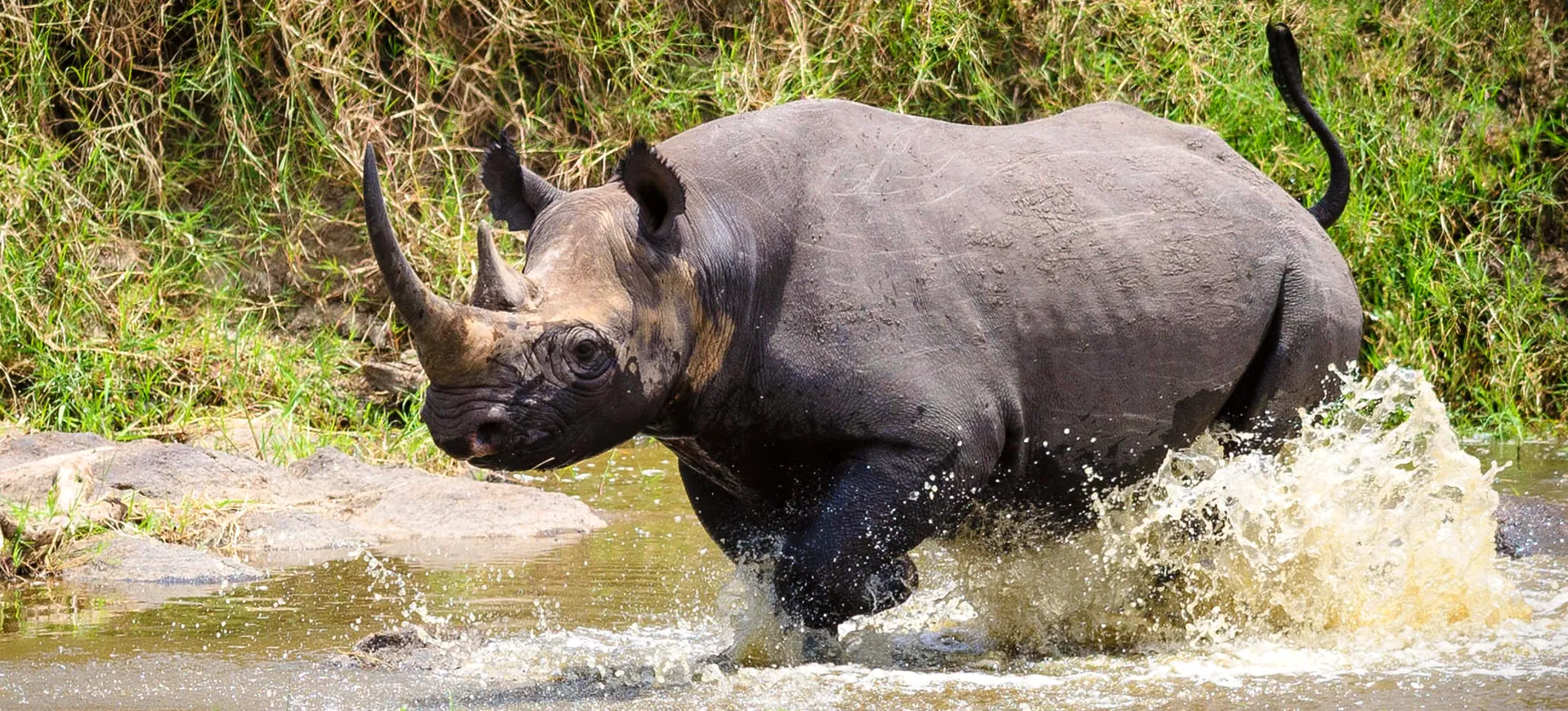 Black Rhinoceros