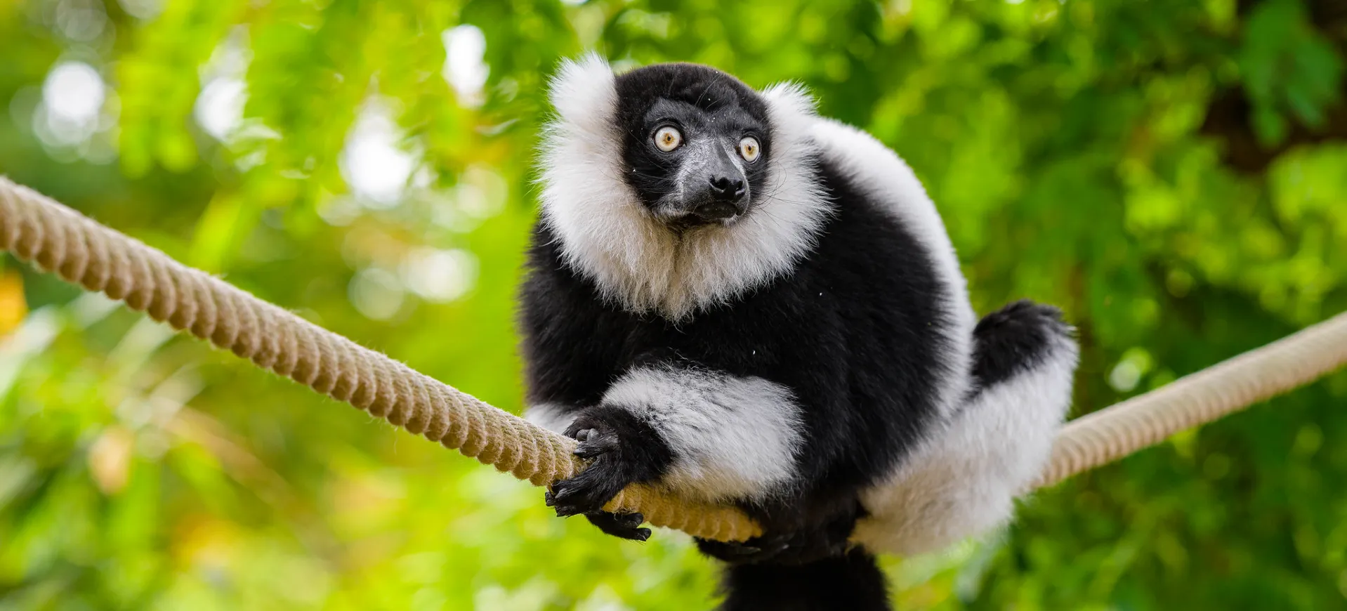 Black-and-White Ruffed Lemur