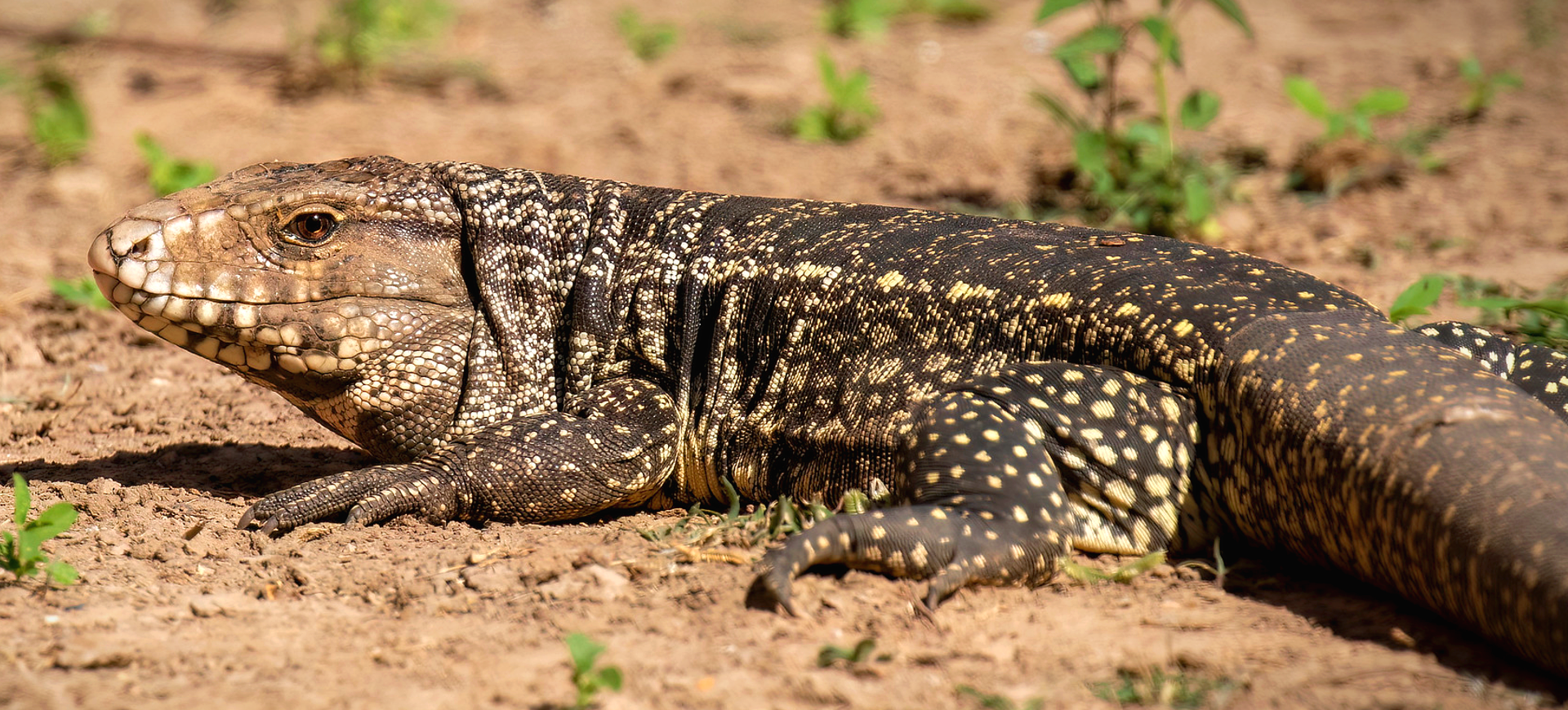 Black-and-white Tegu