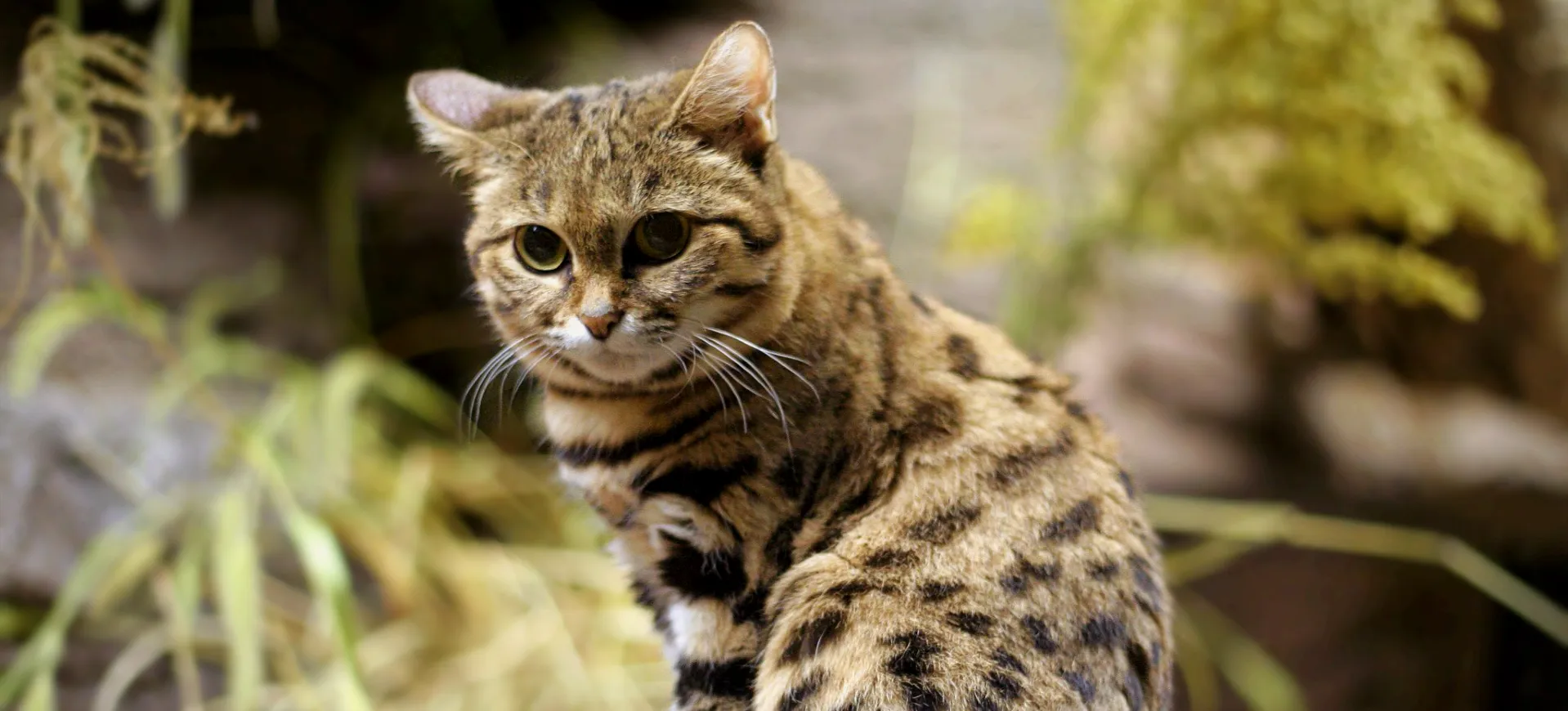 Black-footed Cat