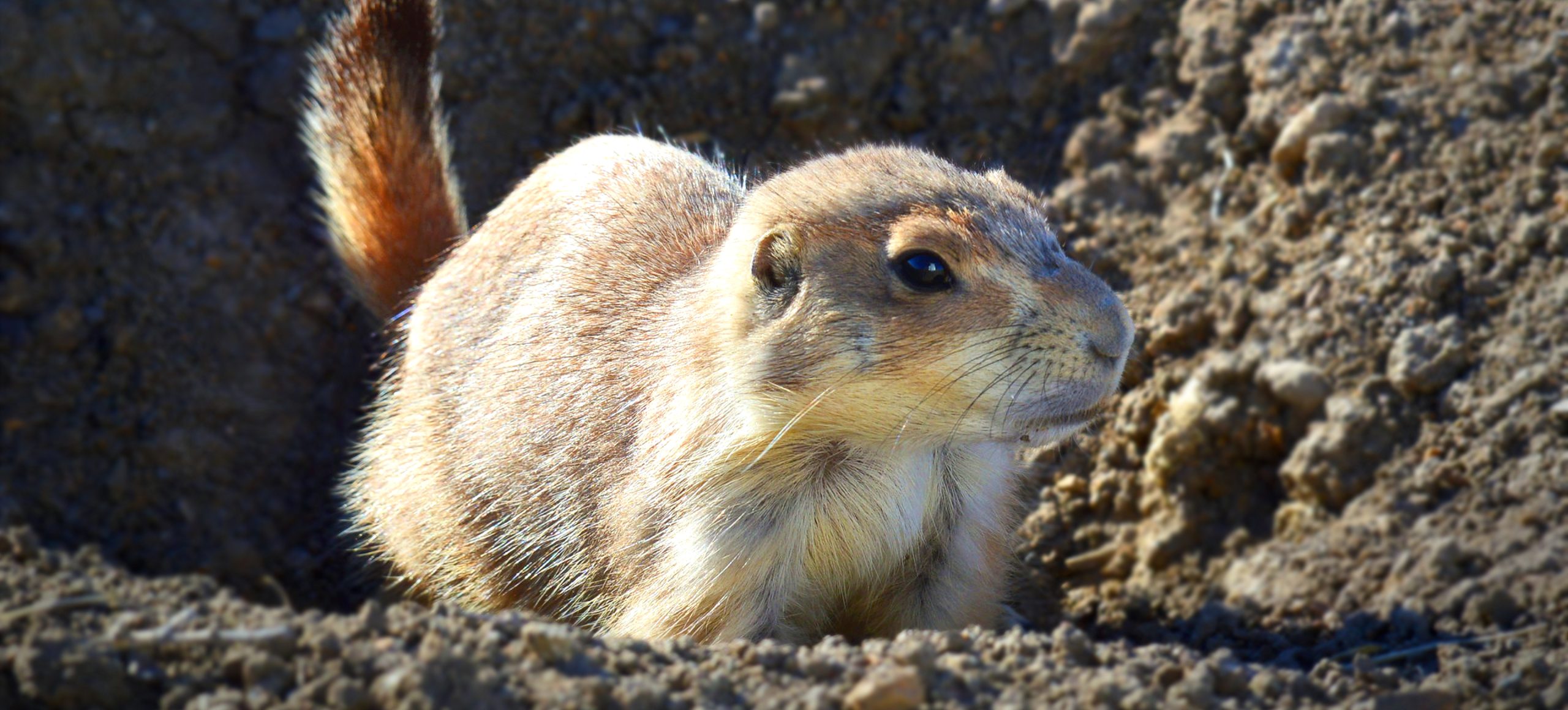 Black-tailed Prairie Dog