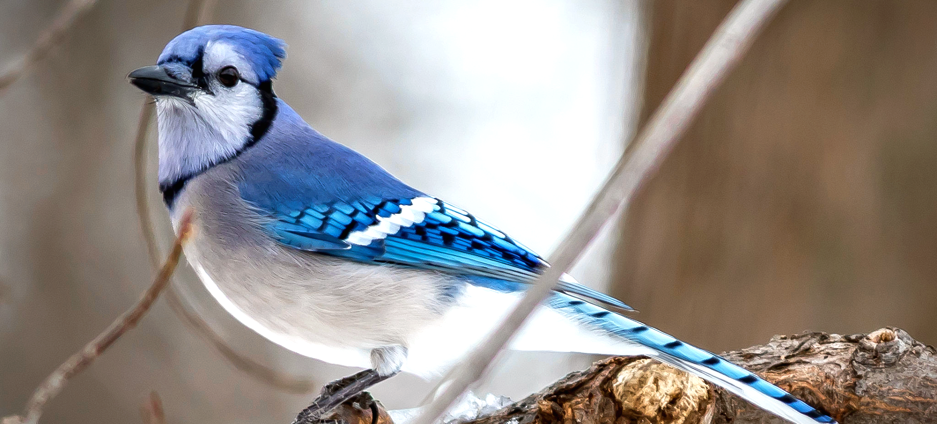 Blue Jay