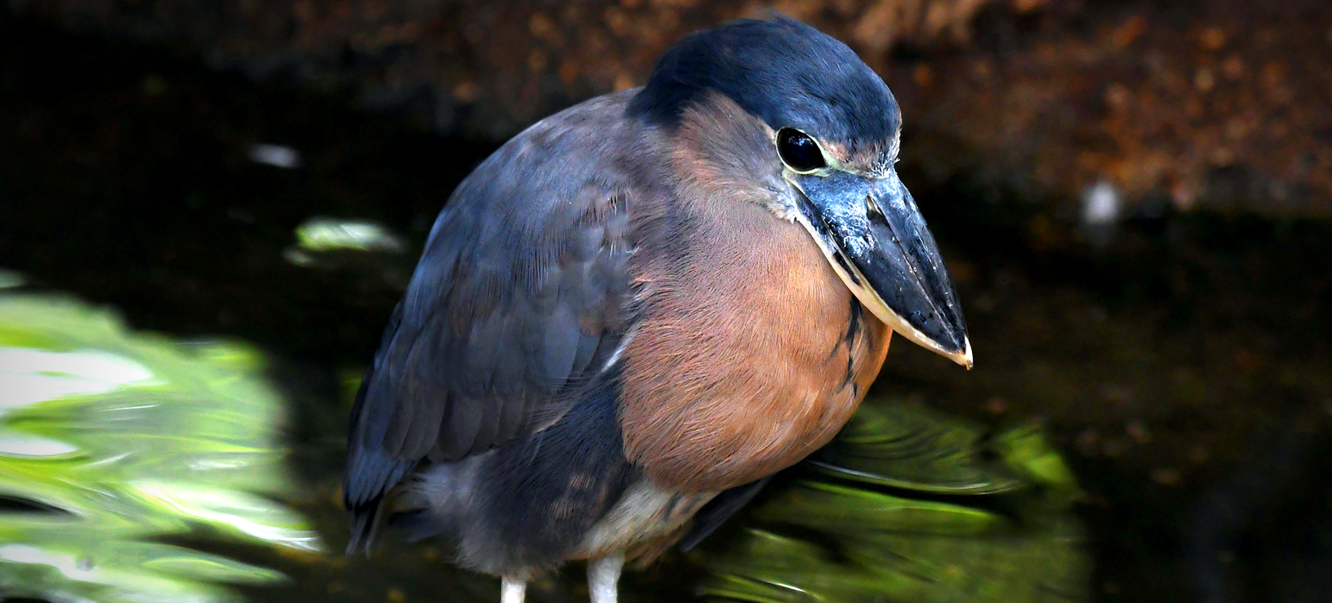 Boat-billed Heron