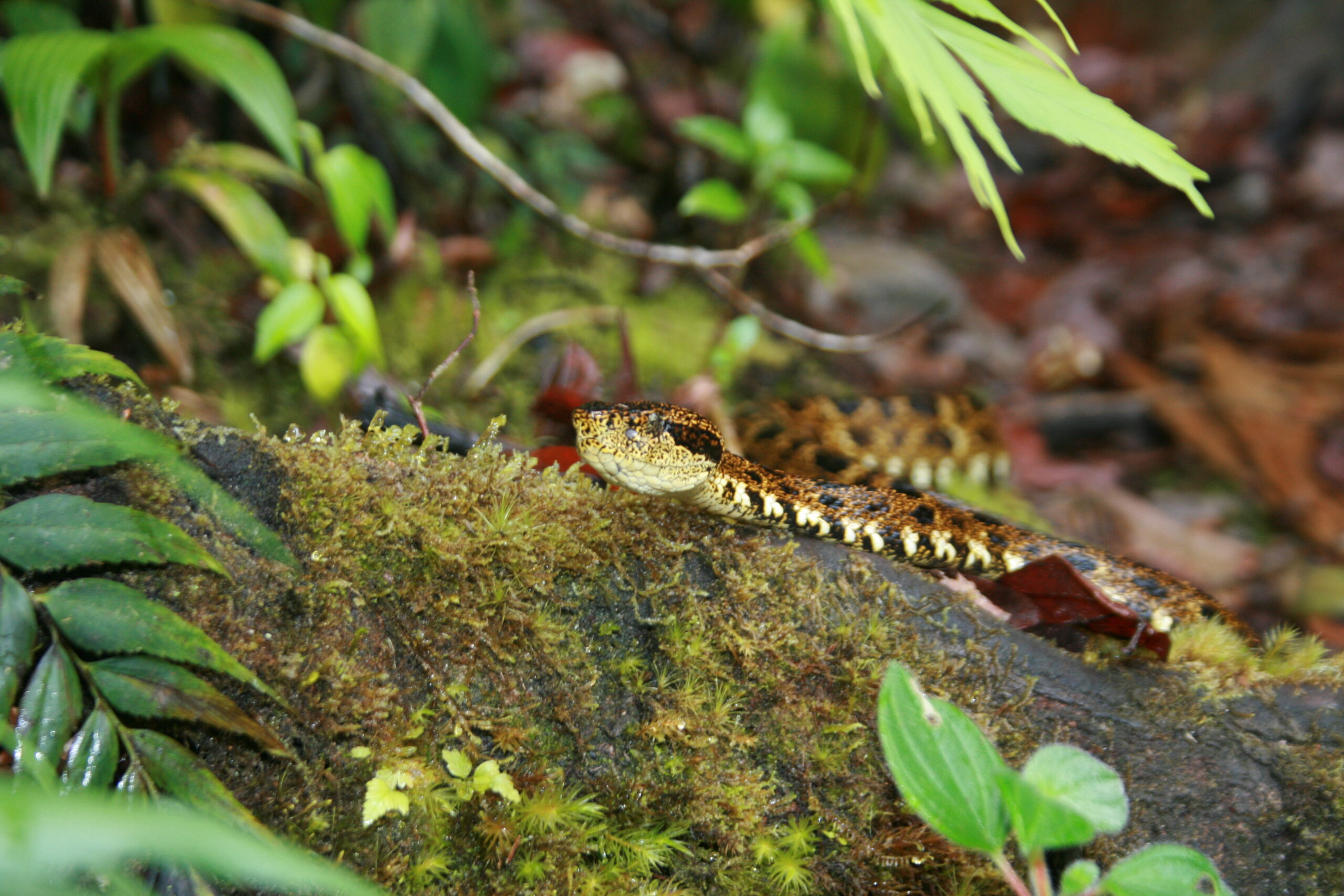 Definitive Guide To Speckled Forest Pit Viper Facts, Habitat ...