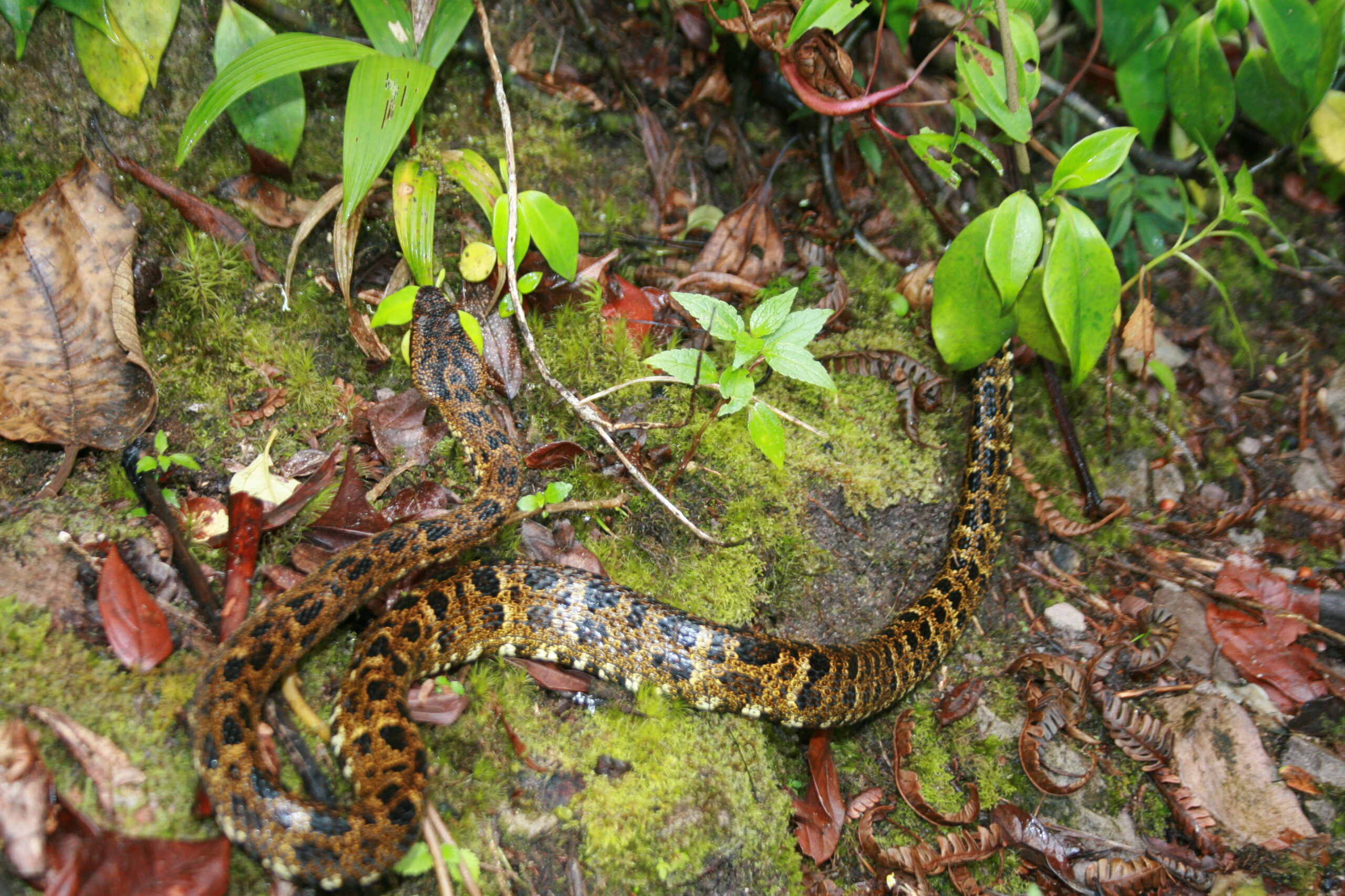 Definitive Guide To Speckled Forest Pit Viper Facts, Habitat ...