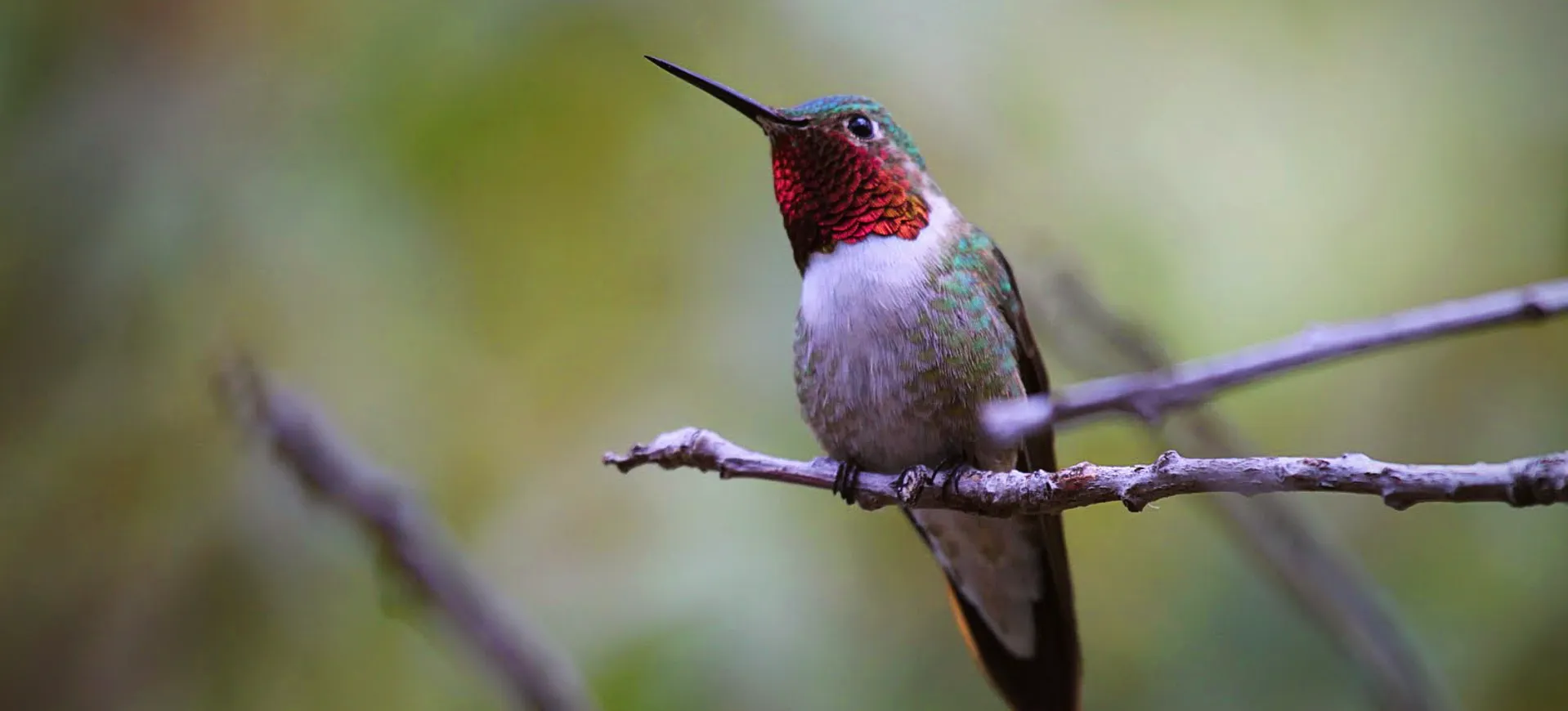 Broad-Tailed Hummingbird