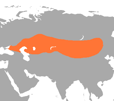 Bactrian Camel - Zoo Guide