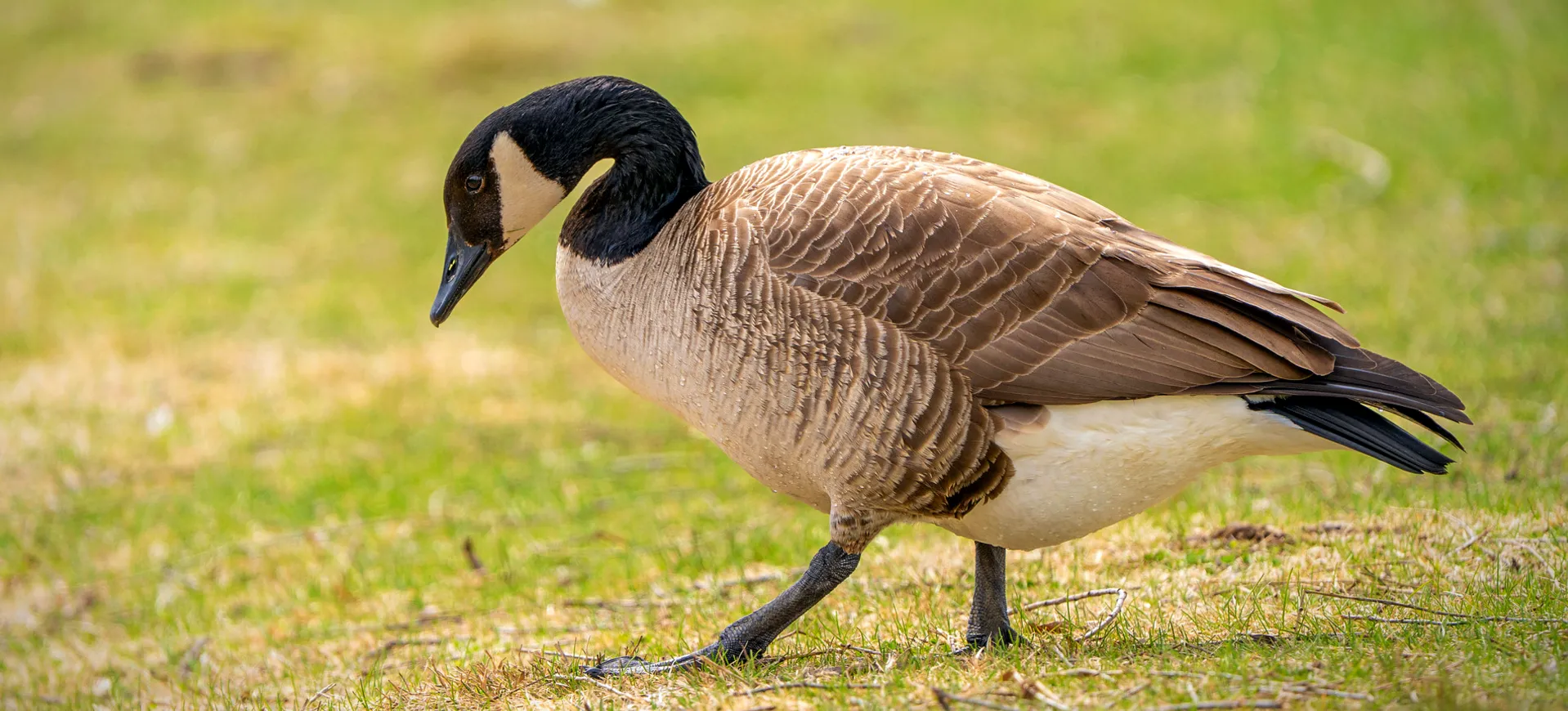 Canada Goose