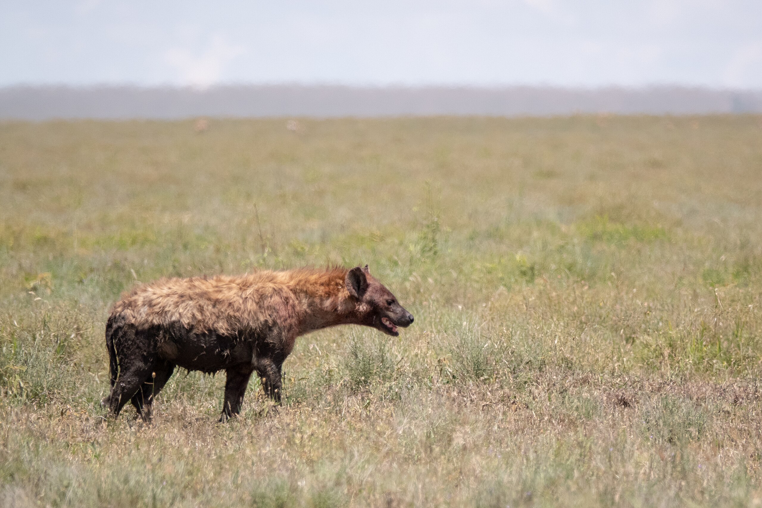 Spotted Hyena - Zoo Guide